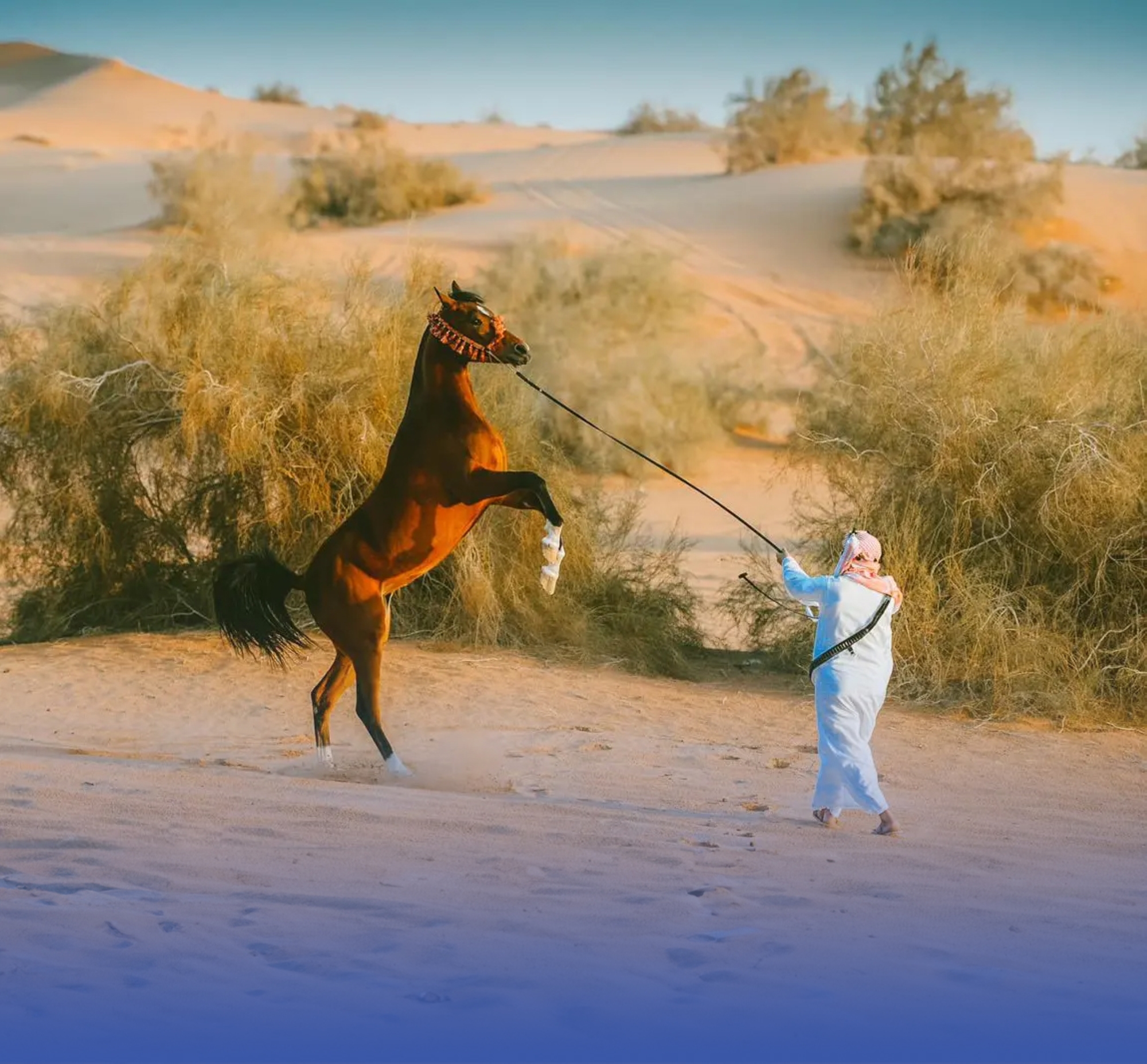 العرض الدولي لجمال الخيل ينطلق في "ديسمبر"