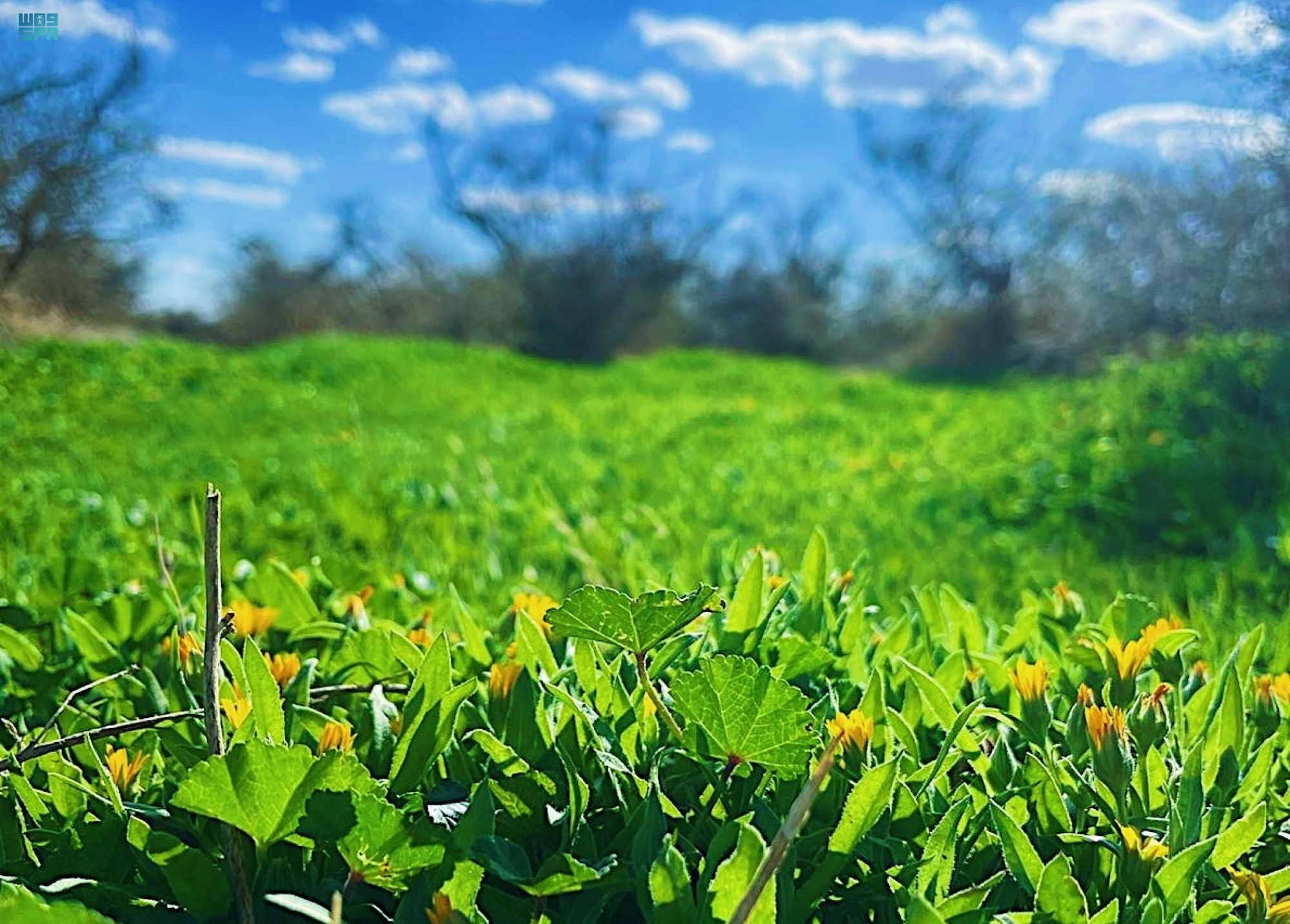 روضة "زعبية".. مهوى "عُشّاق البرّ"