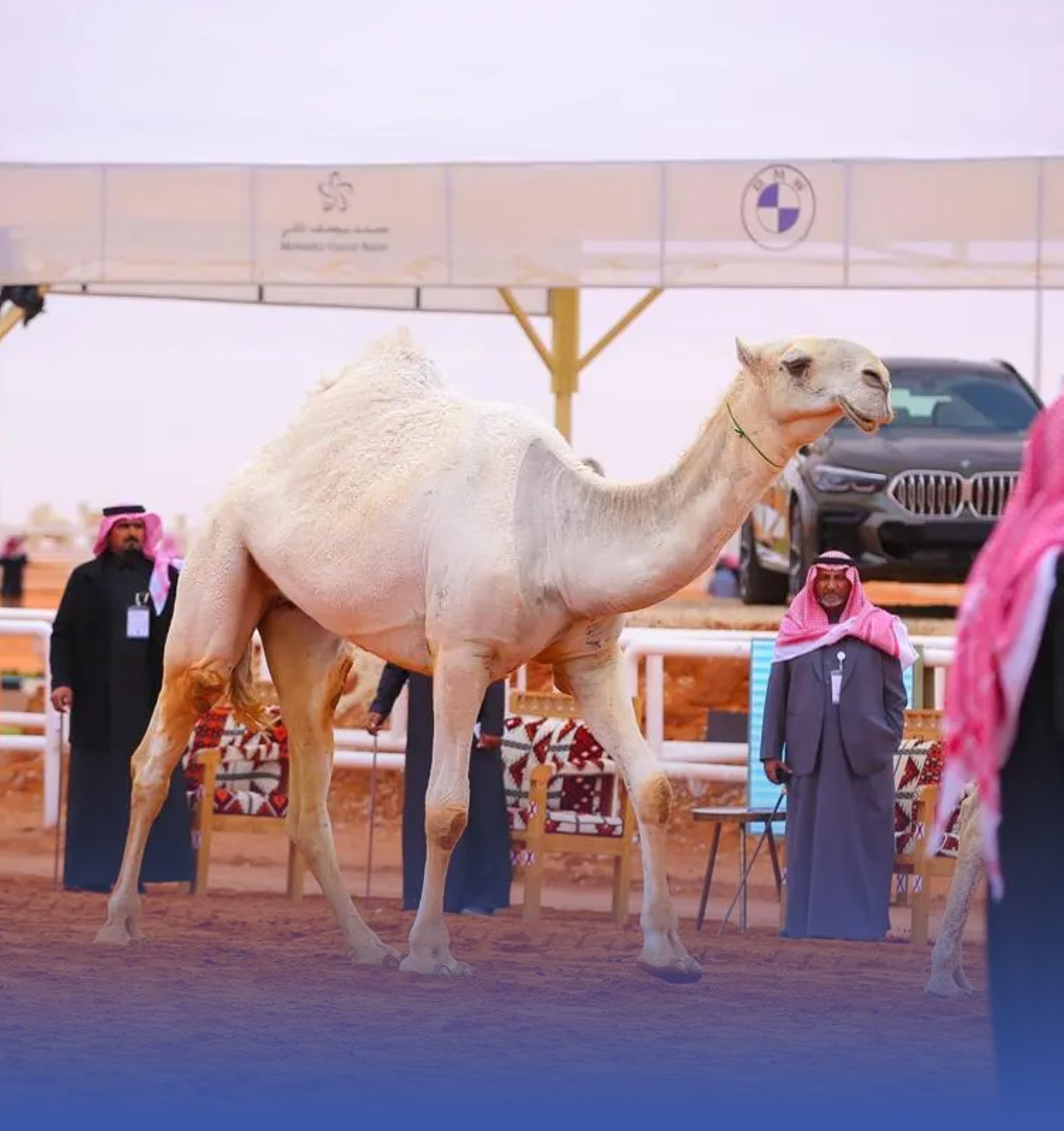 بين "ناقة طرفة" و"سلطانة مسفر".. قصة إنسان