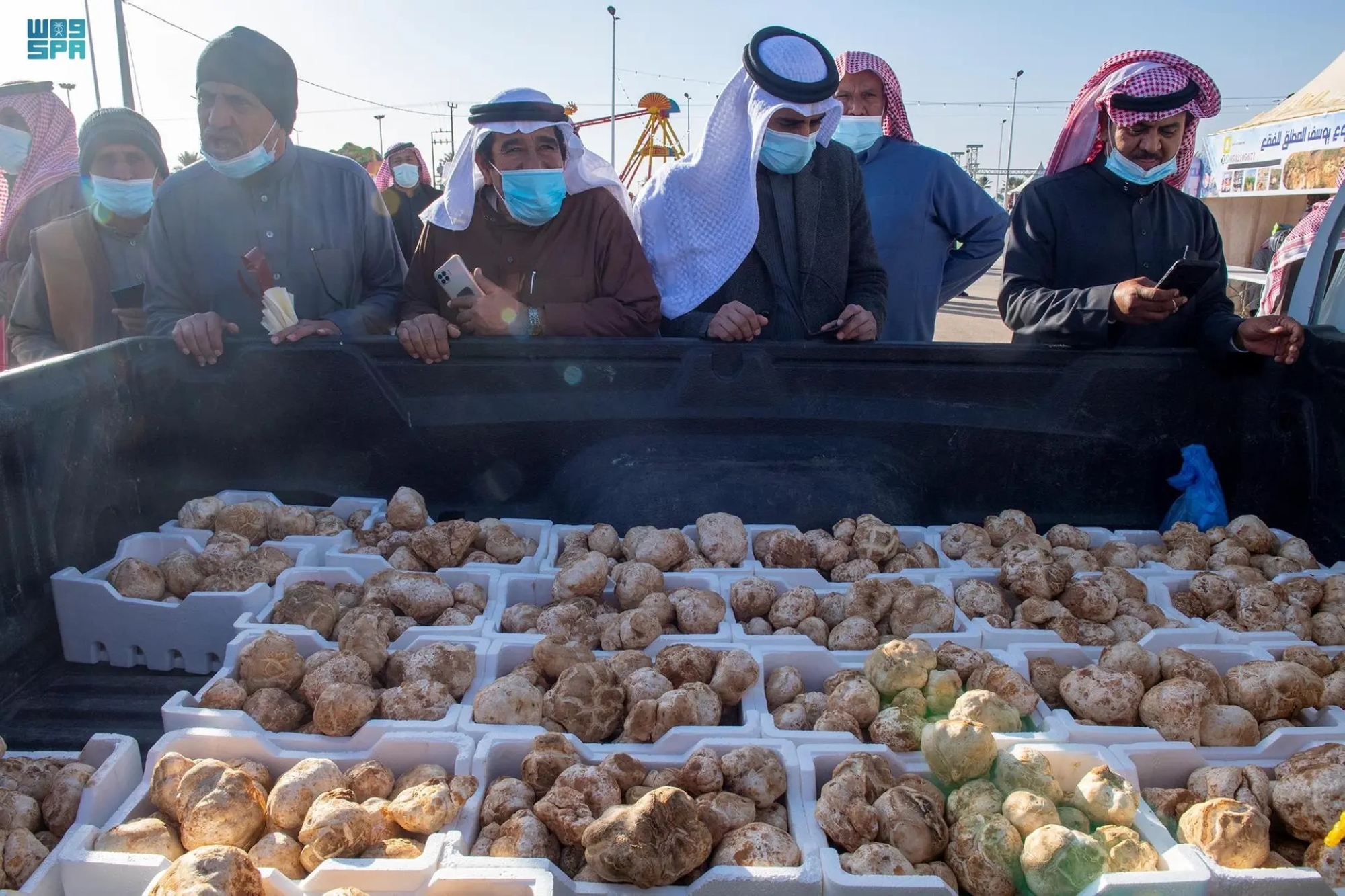 القصيم.. "استثمار" بالفقع نبات "السعادة الموسمية"