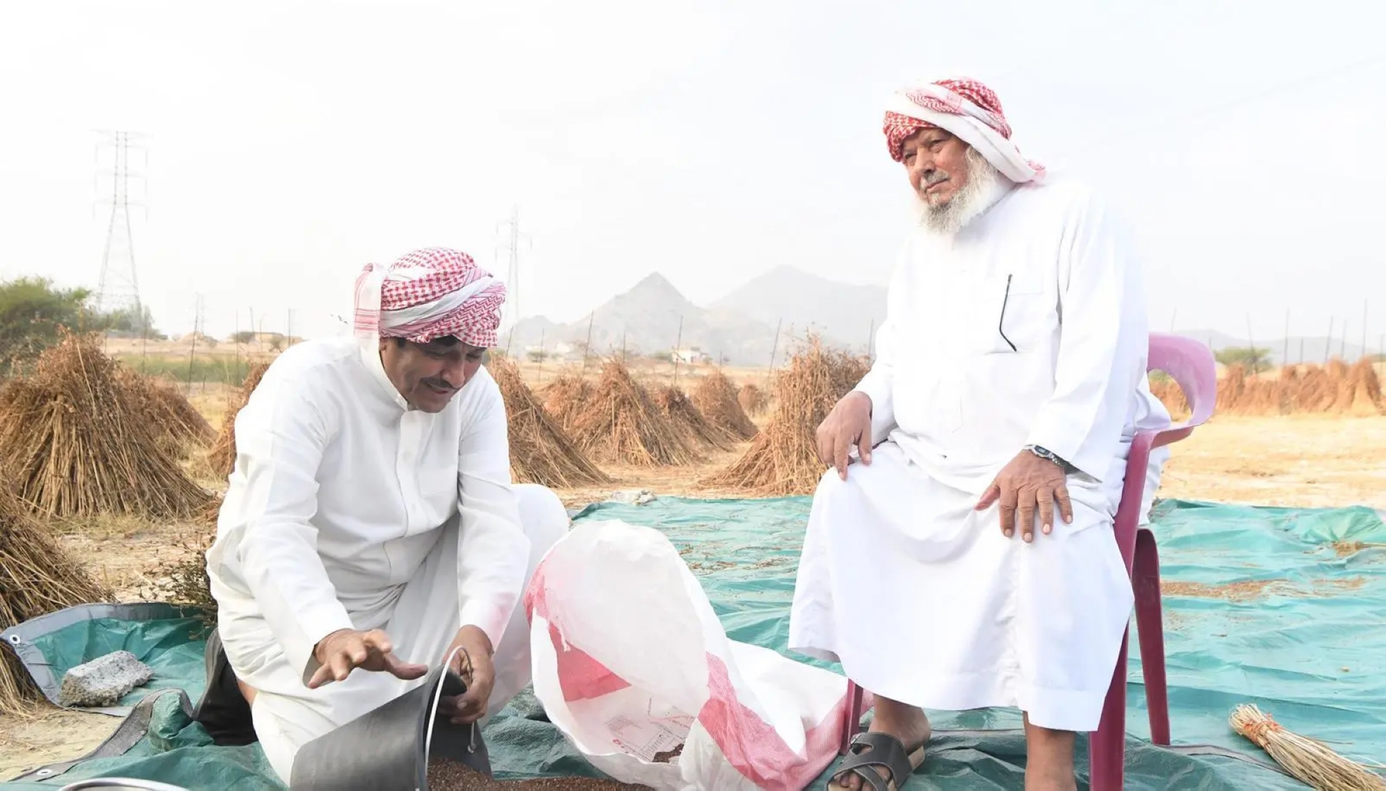 "جلجلان" تهامة عسير.. ربح وغذاء و"دواء"