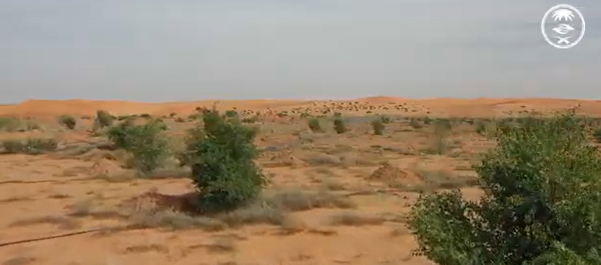 12 ألف شجرة "سدر بلدي" بـ "روضة غسلة"