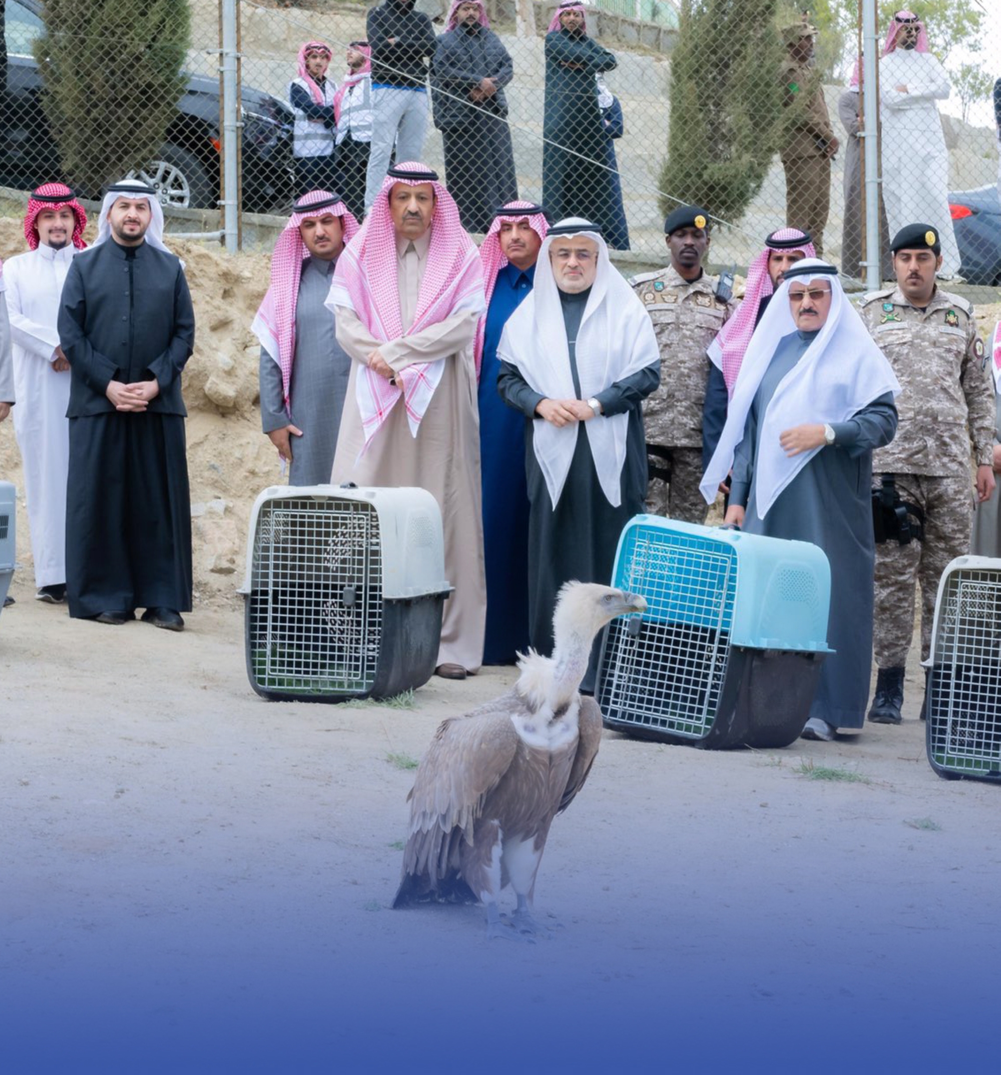 إطلاق "وعول جبلية" و"نسور" في بلجرشي