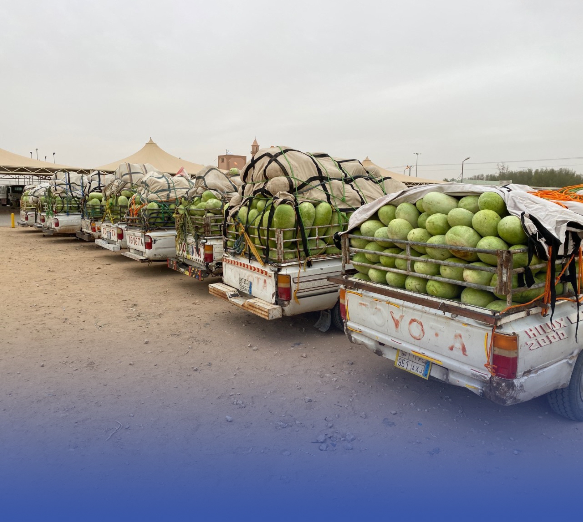 الرياض تستهلك 400 سيارة بطيخ يومياً