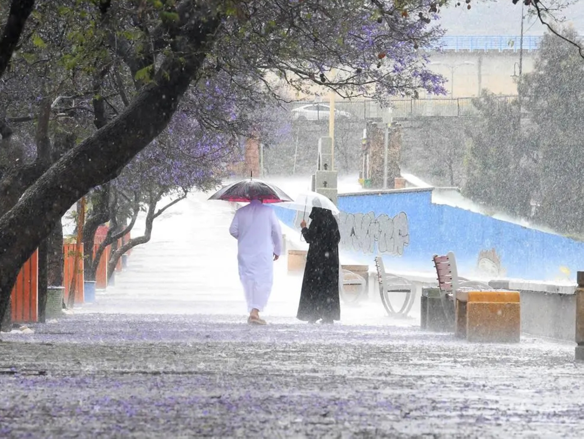 "الجاكرندا".. المطر ينعش شجرة عسير ويجذب المتنزهين