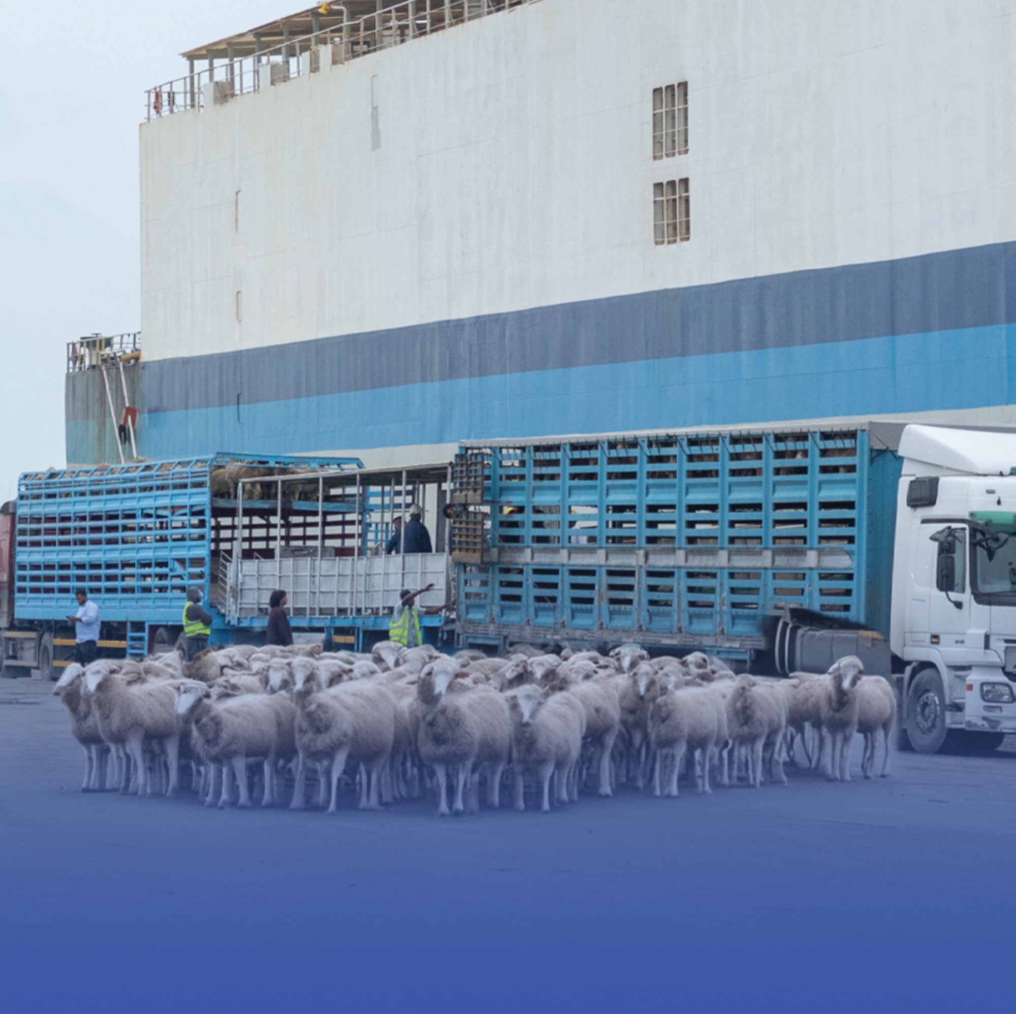 فسح 856 ألف رأس من الماشية استعداداً للحج