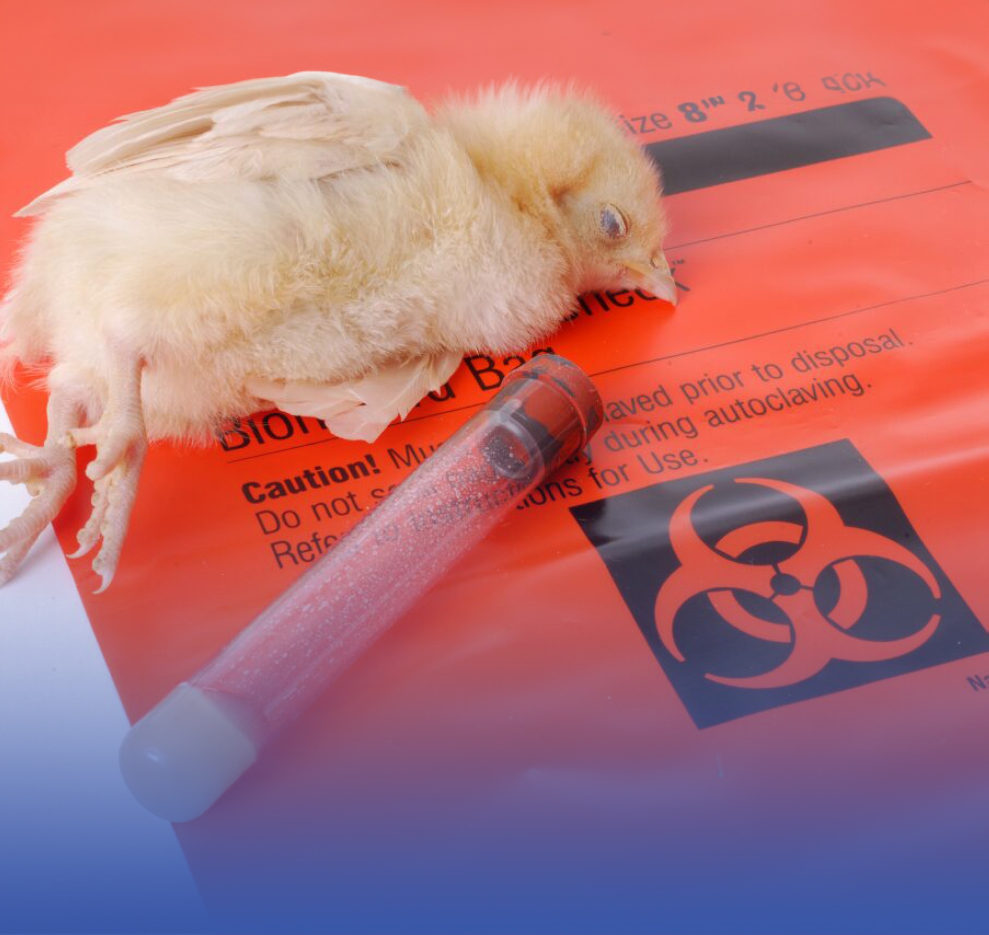 "الصحة العالمية" تسجل أول إصابة ووفاة بـ"H5N2"