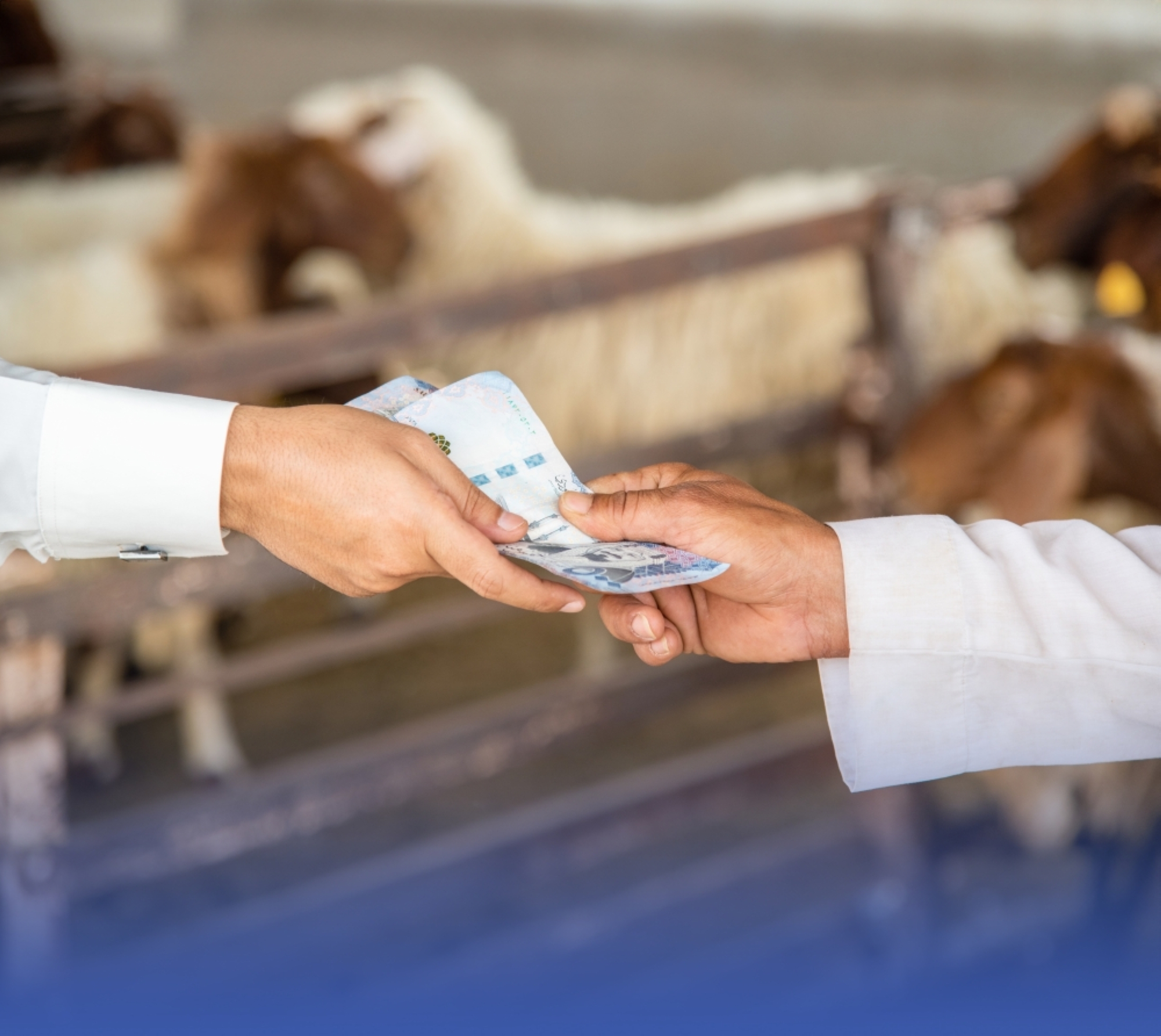 أسعار الأغنام المستوردة "مرتفعة" رغم الوفرة