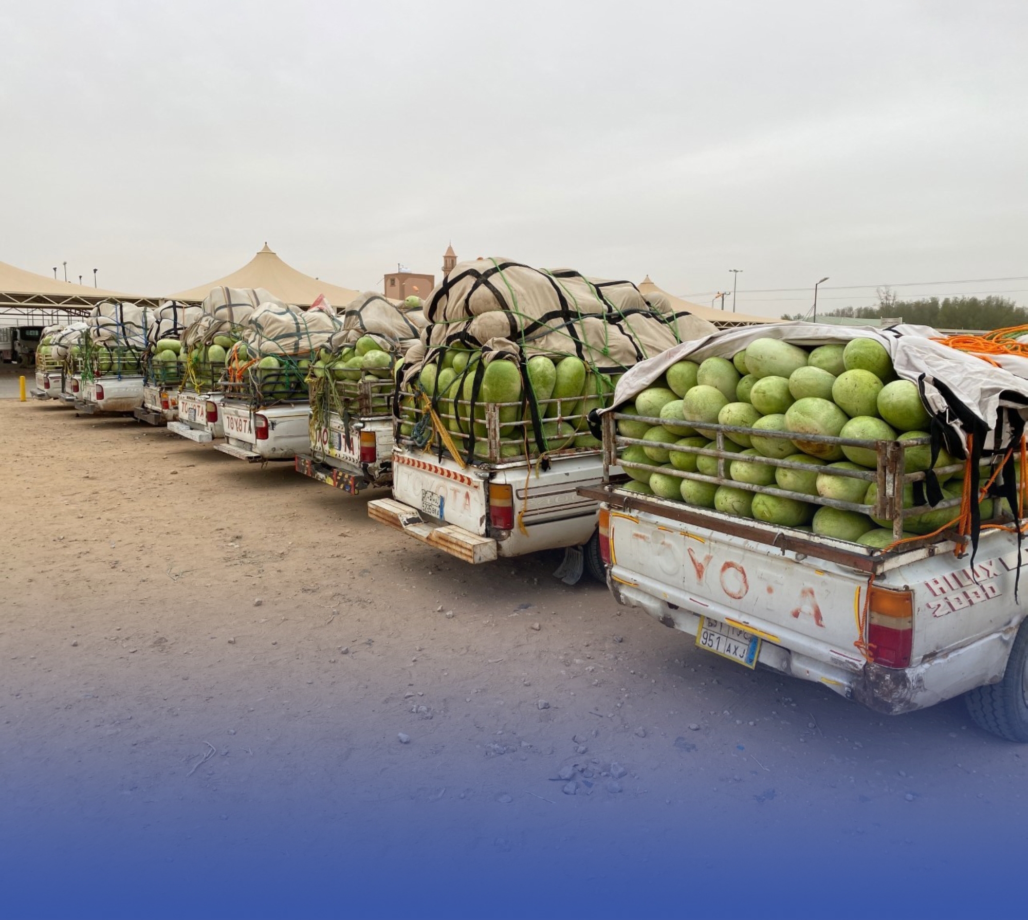 "جح ساجر" صديق صيف السعوديين