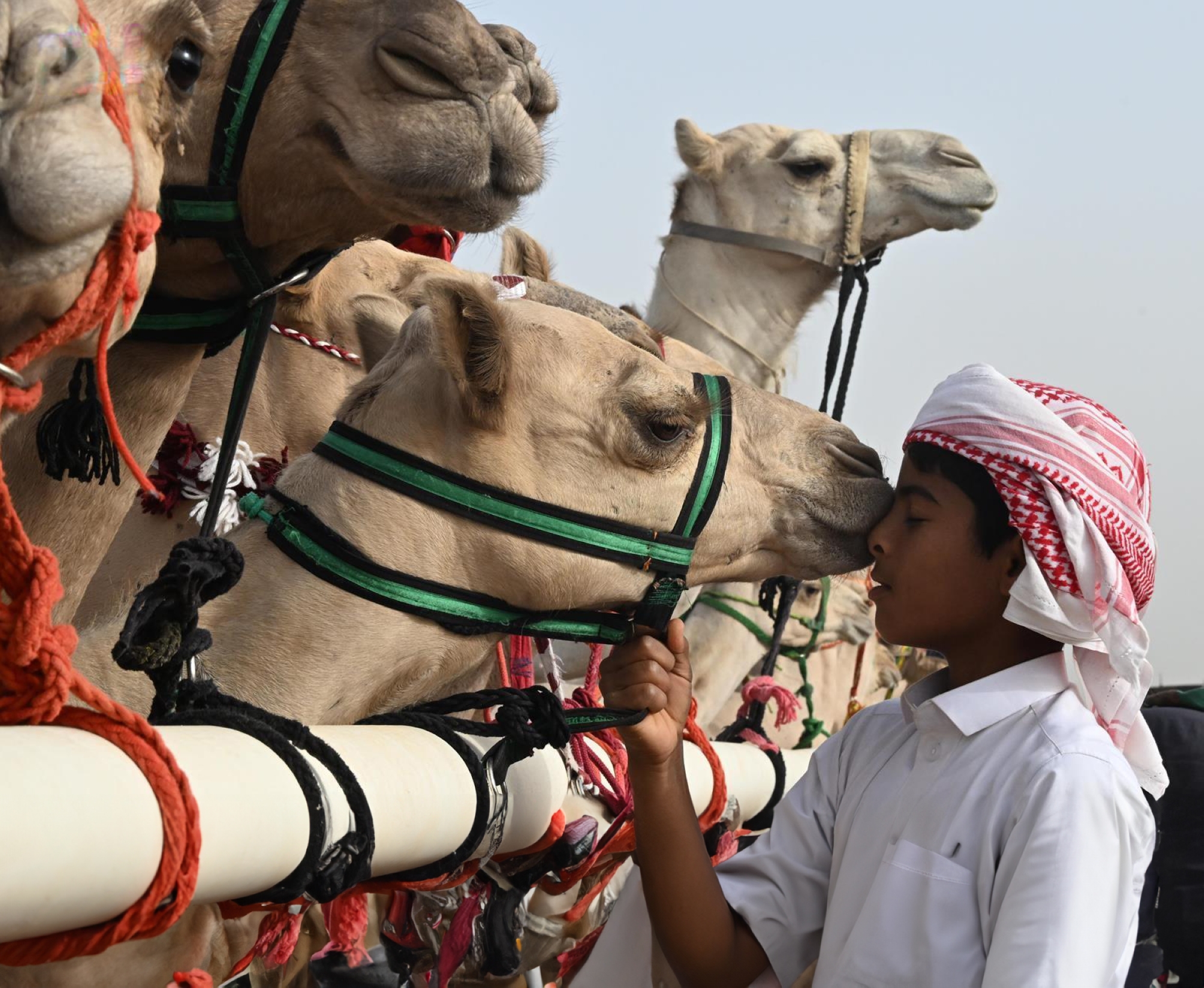 الإبل رمز للأصالة وأيقونة للتراث