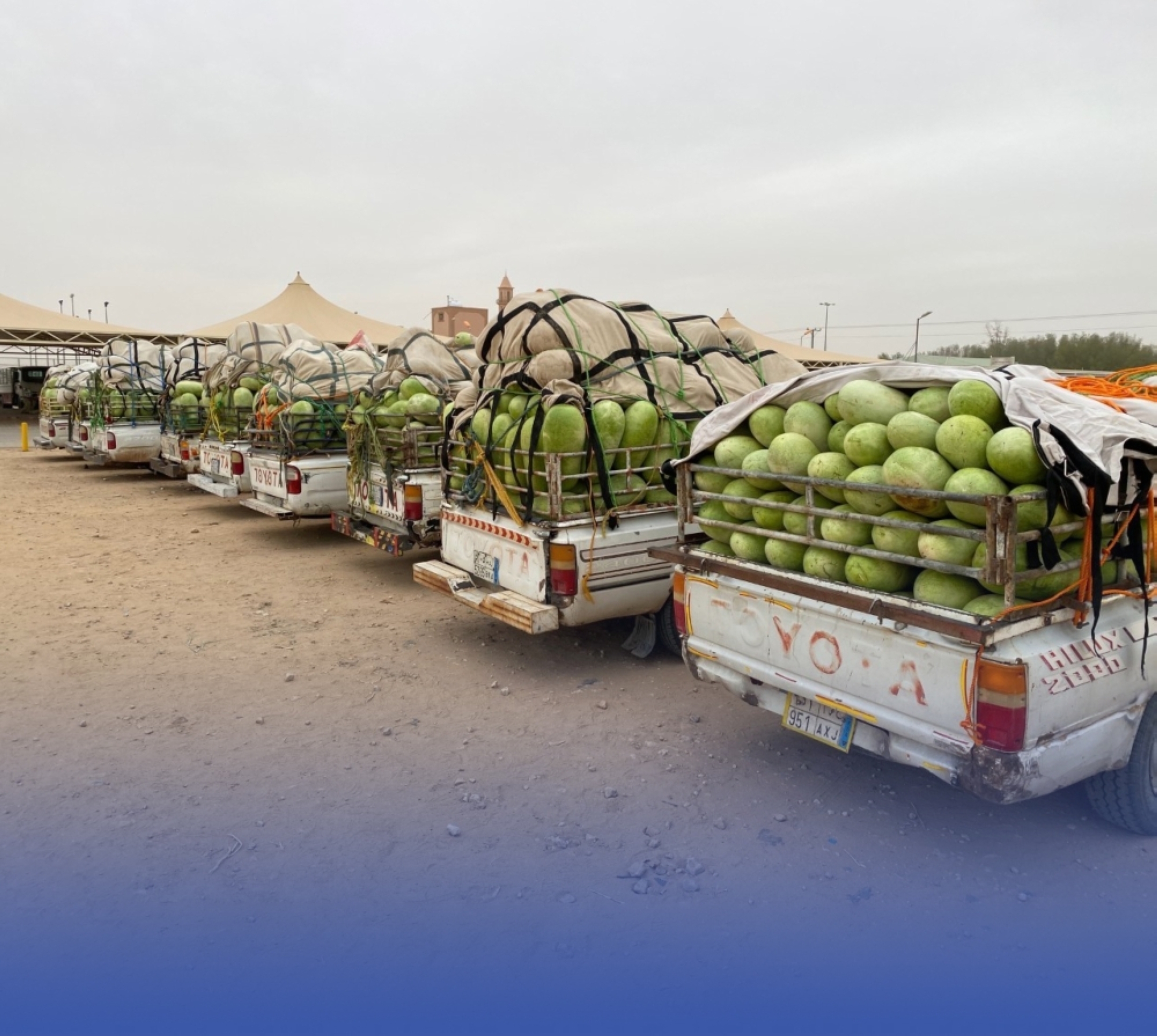 المملكة تحقق اكتفاءً ذاتيًا من البطيخ تجاوز 99%