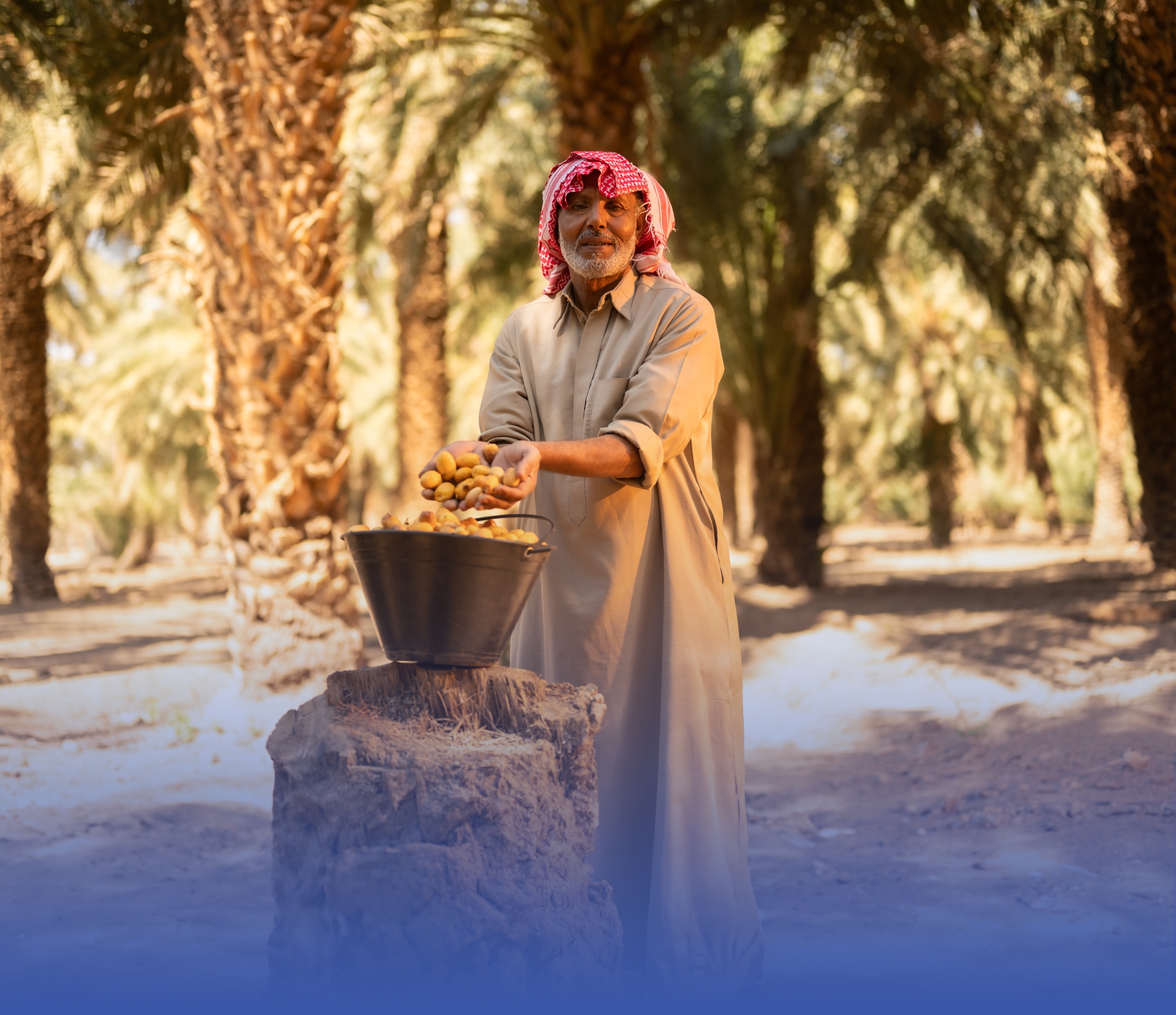 نظام إلكتروني جديد لتداول التمور بالأسواق