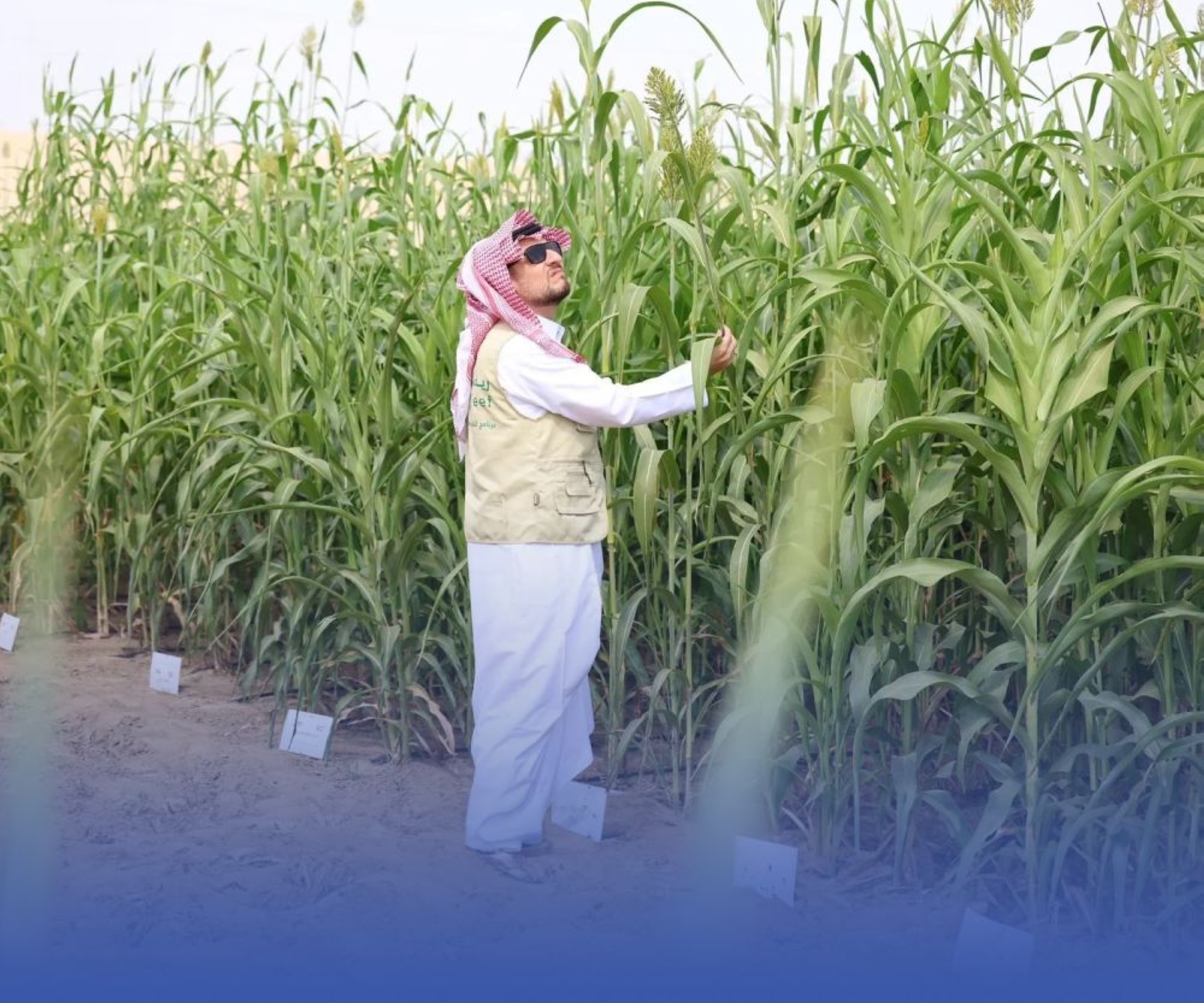 طرح مشروعين لتصنيع الأسمدة الزراعية في الجبيل