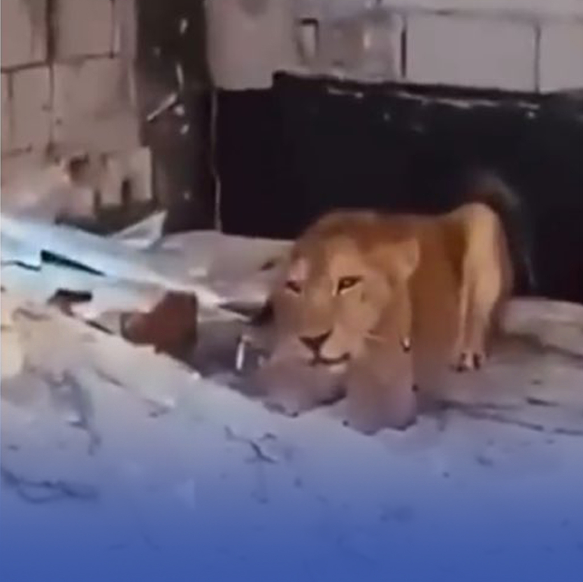 السيطرة على أُسود ظهرت بمكان عام بالشرقية