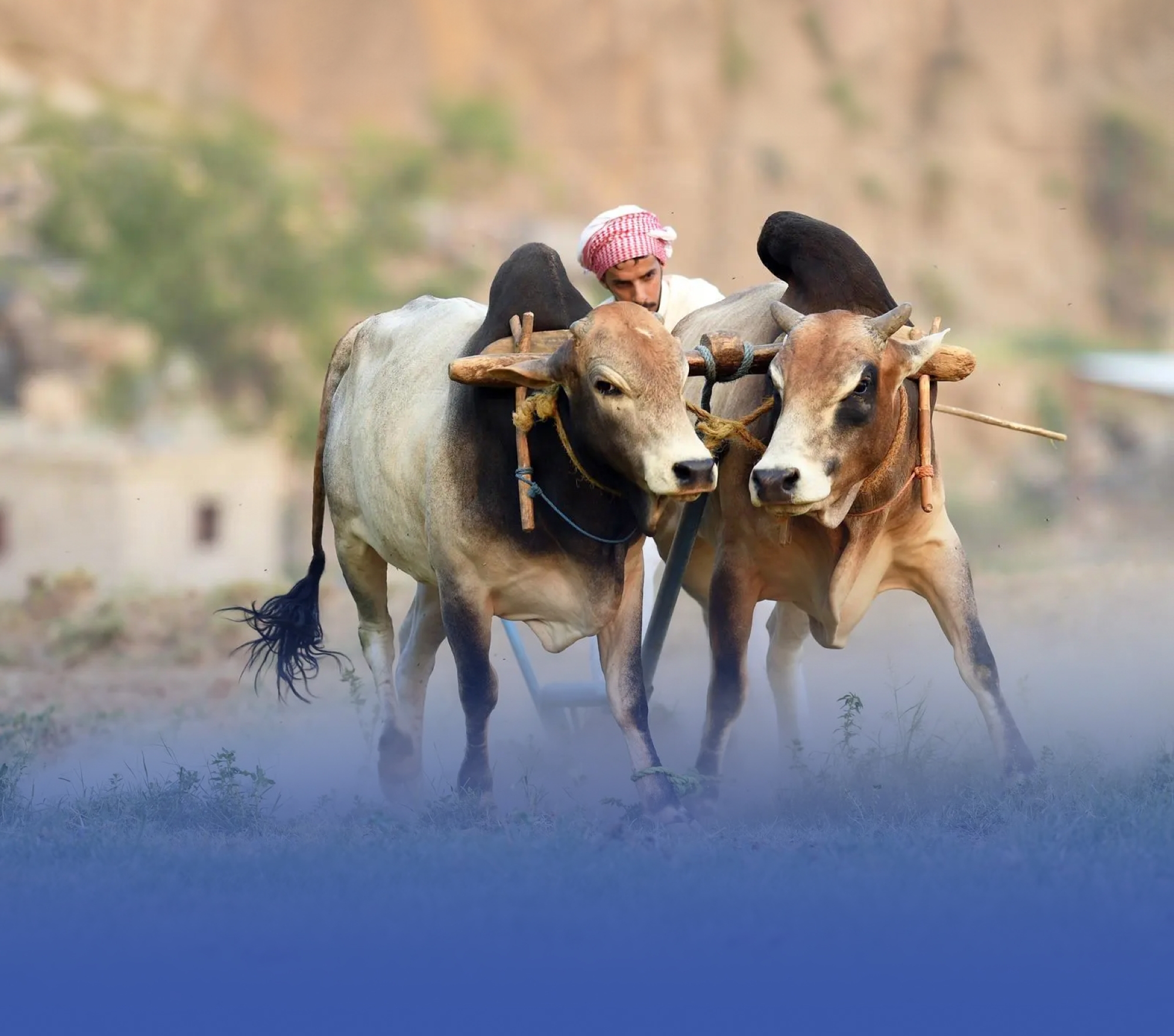 جبل "بركوك".. تعزيز السياحة الريفية بالزراعة التقليدية