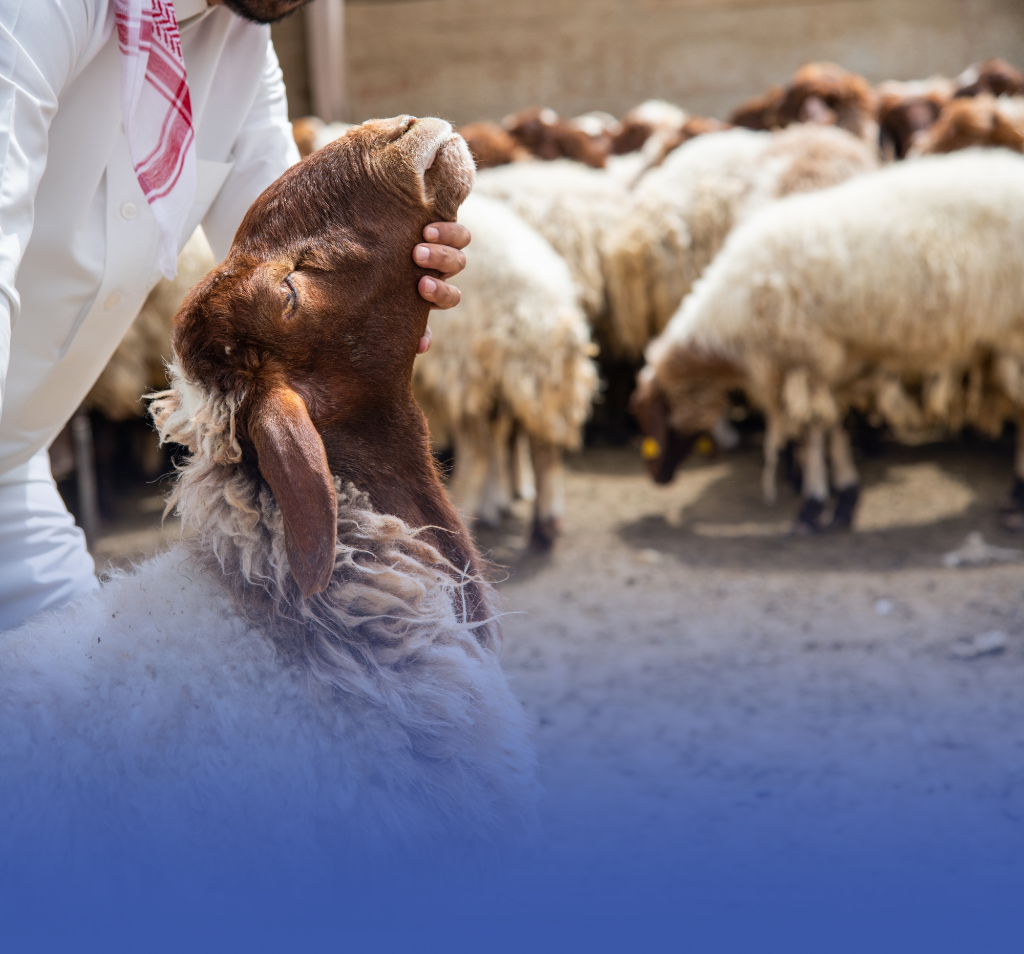 مشروع لزيادة الاكتفاء الذاتي من اللحوم بالحناكية