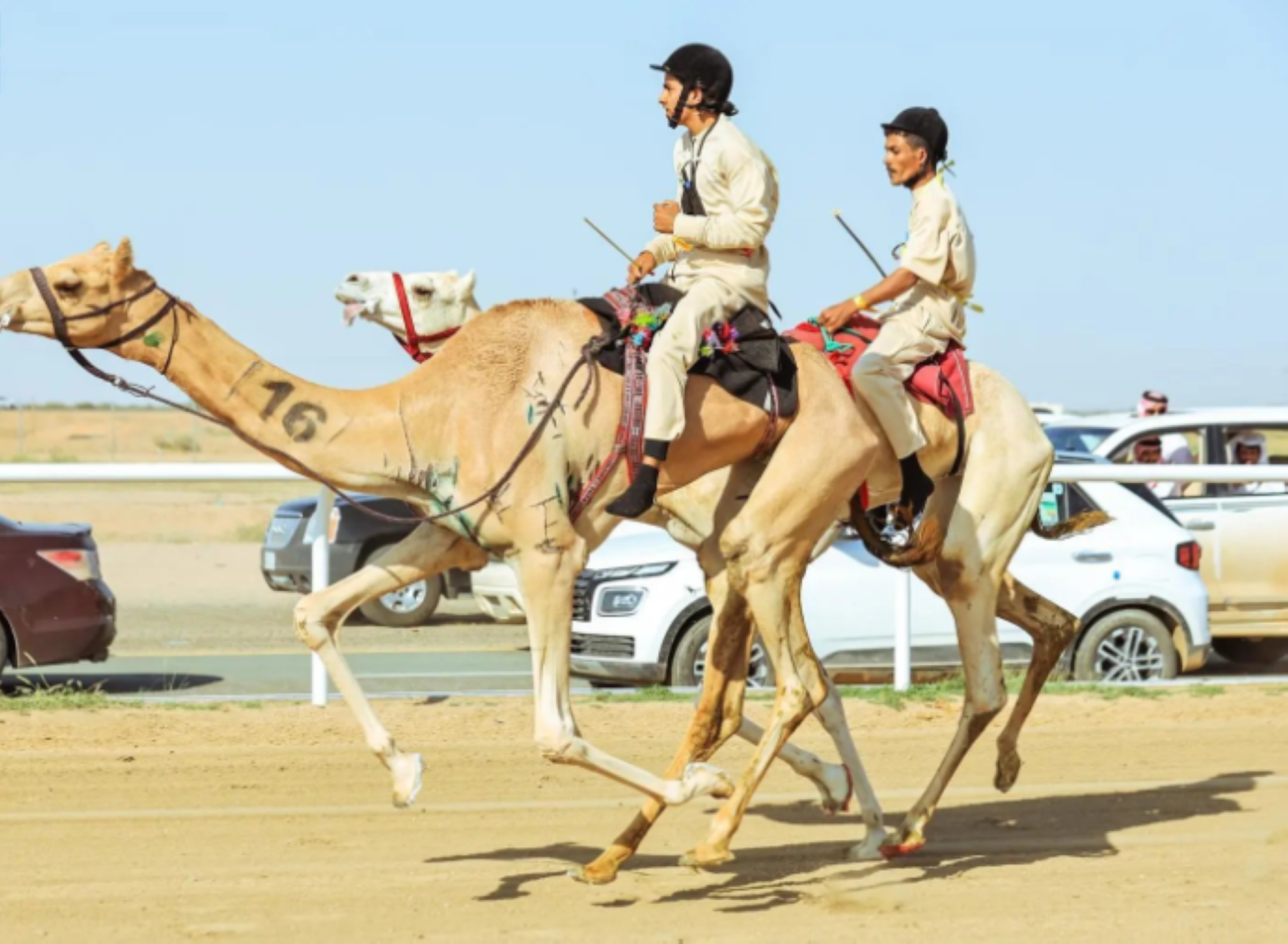 السعوديون يتألقون في "سباق الهجانة" بمهرجان ولي العهد للهجن