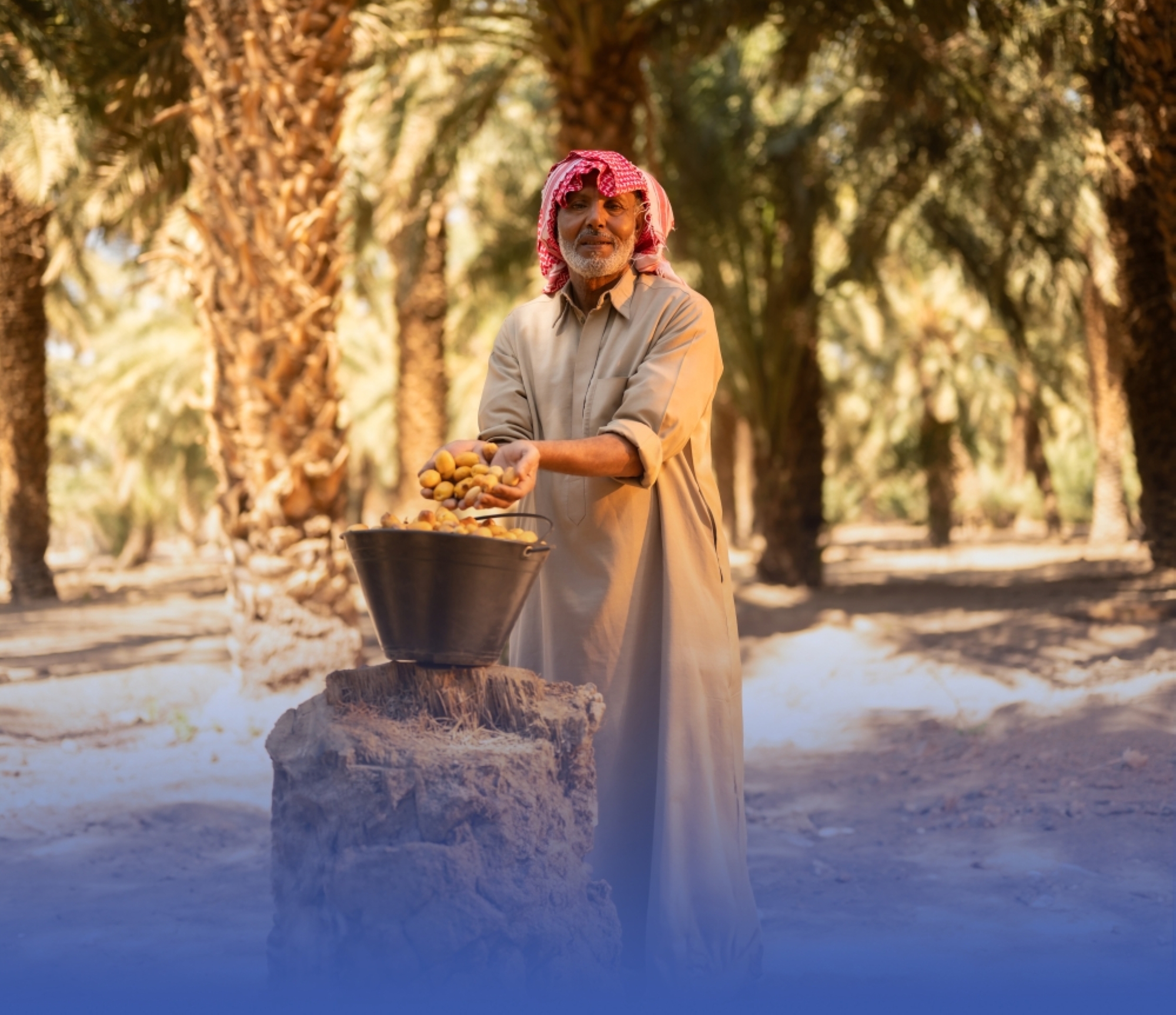 زيادة وزن التمور 26% بعد ريّها بمياه الاستزراع السمكي