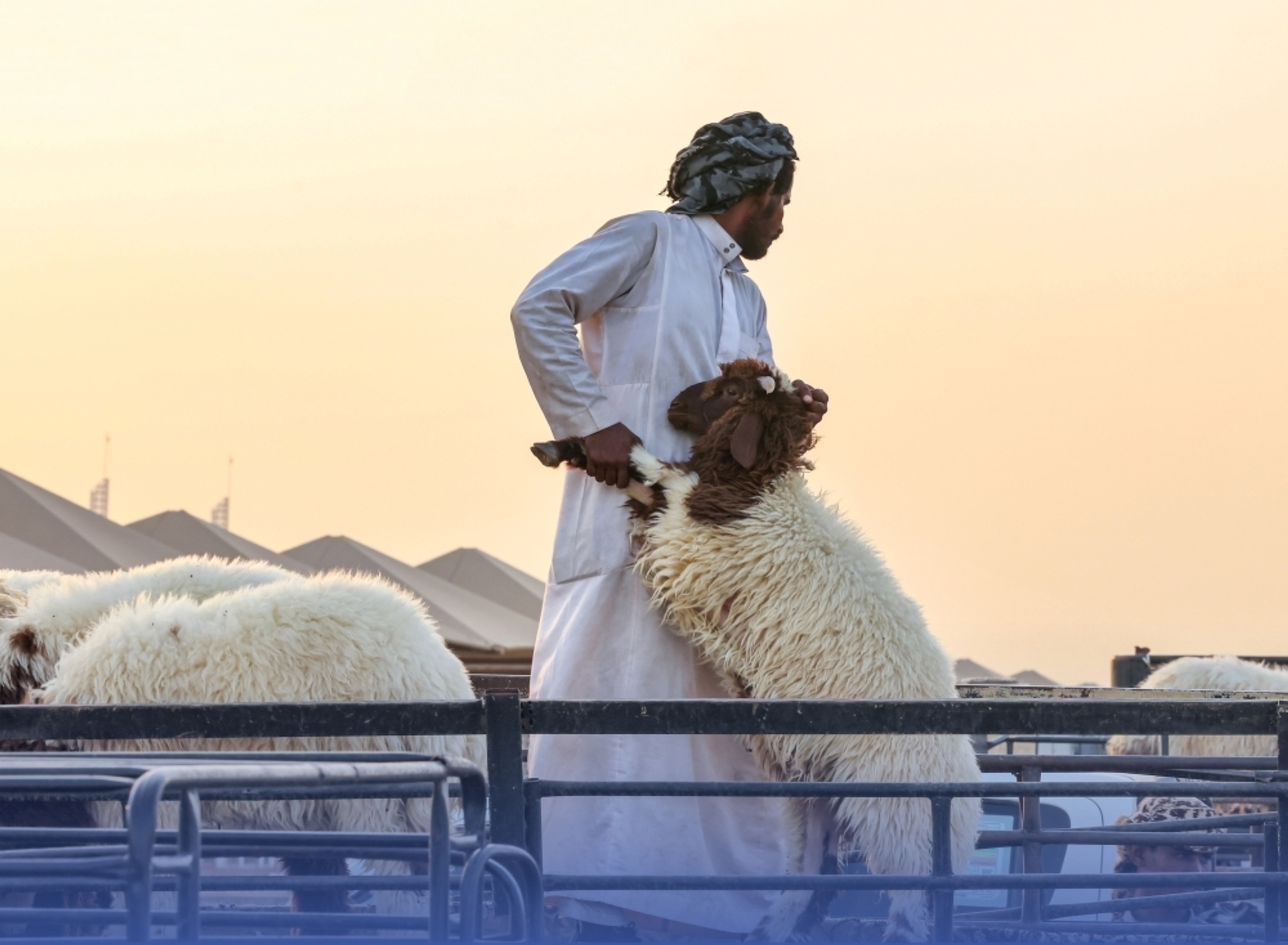 اتفاق على استئناف صادرات الماشية العراقية للمملكة