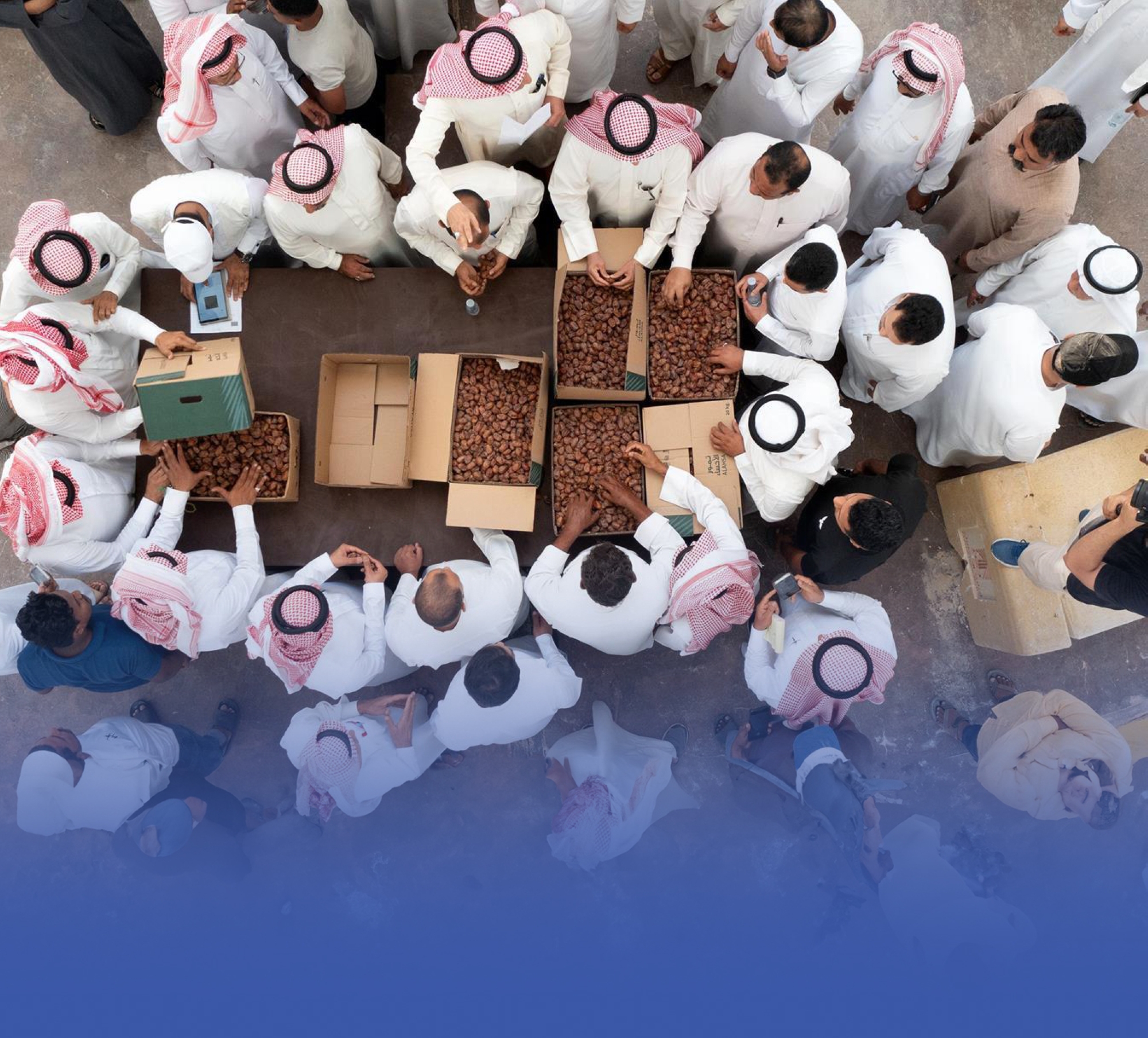 تمور الأحساء.. موروث تاريخي واقتصادي