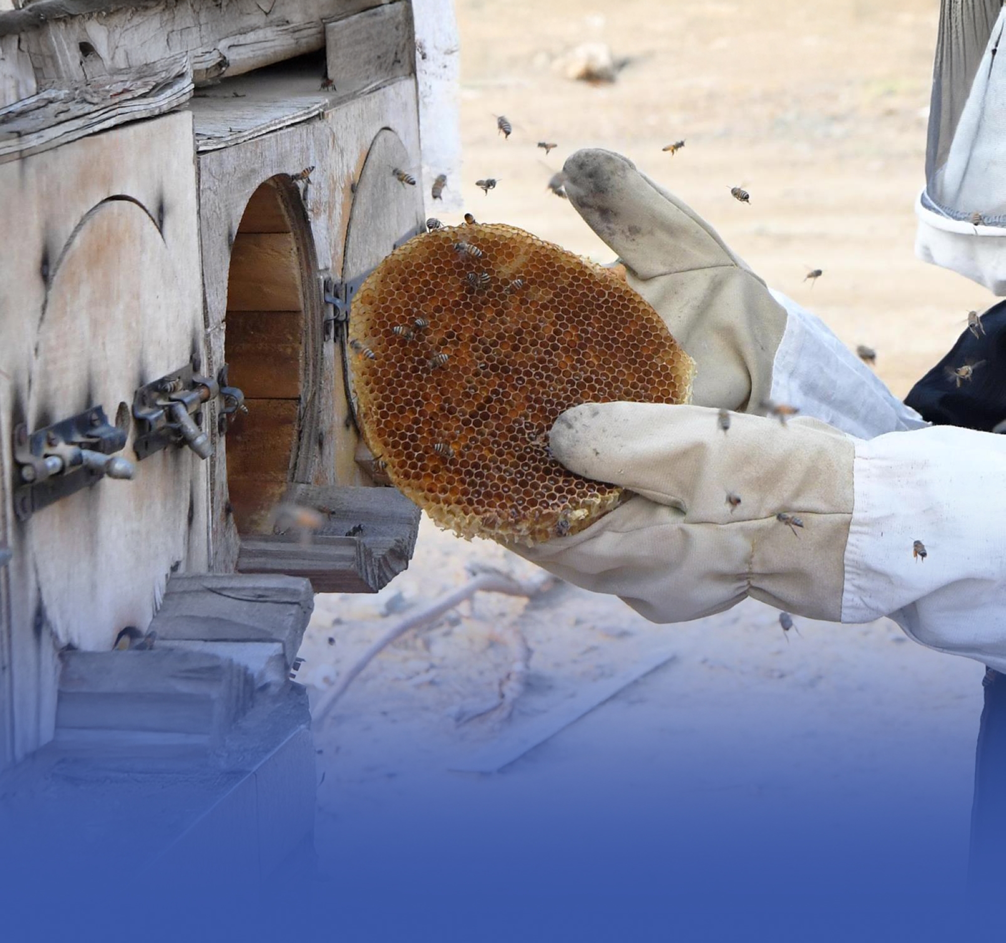 "السدر" ينعش أسواق العسل