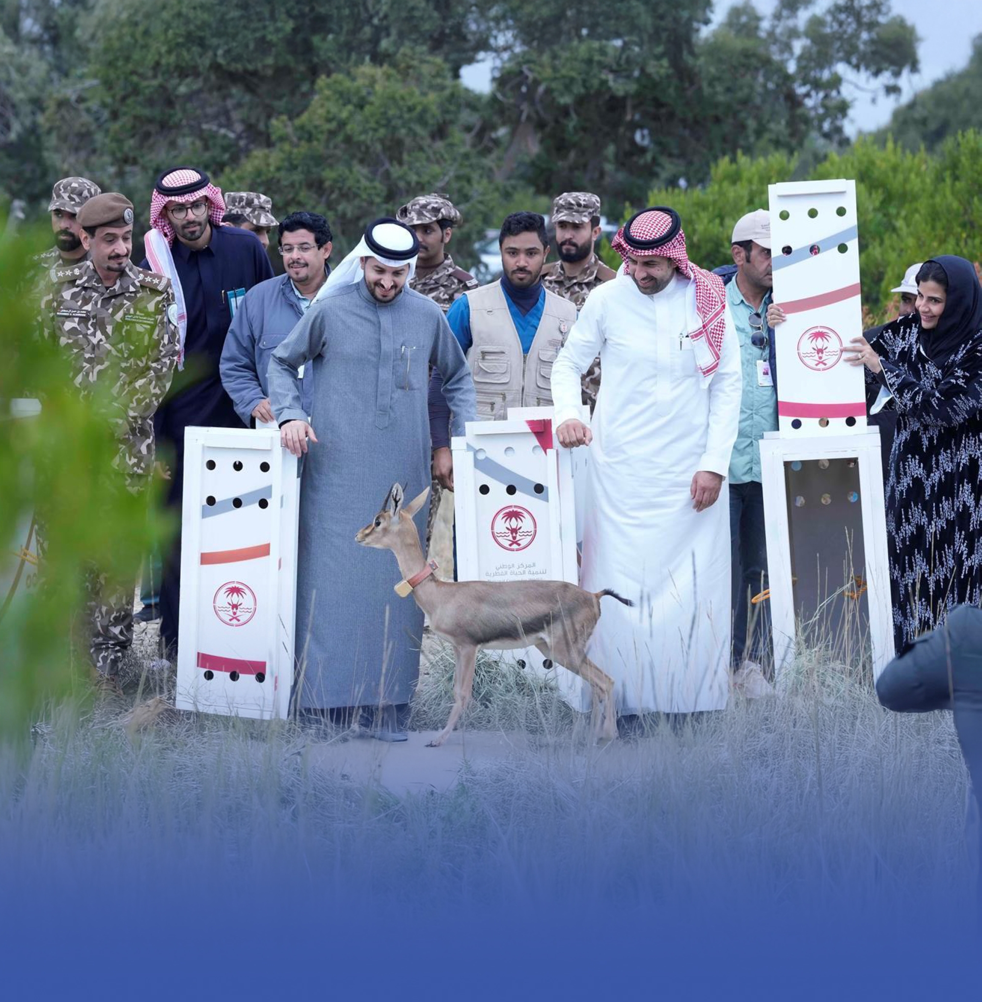 "الحياة الفطرية" يطلق 26 كائنًا مهددًا بالانقراض