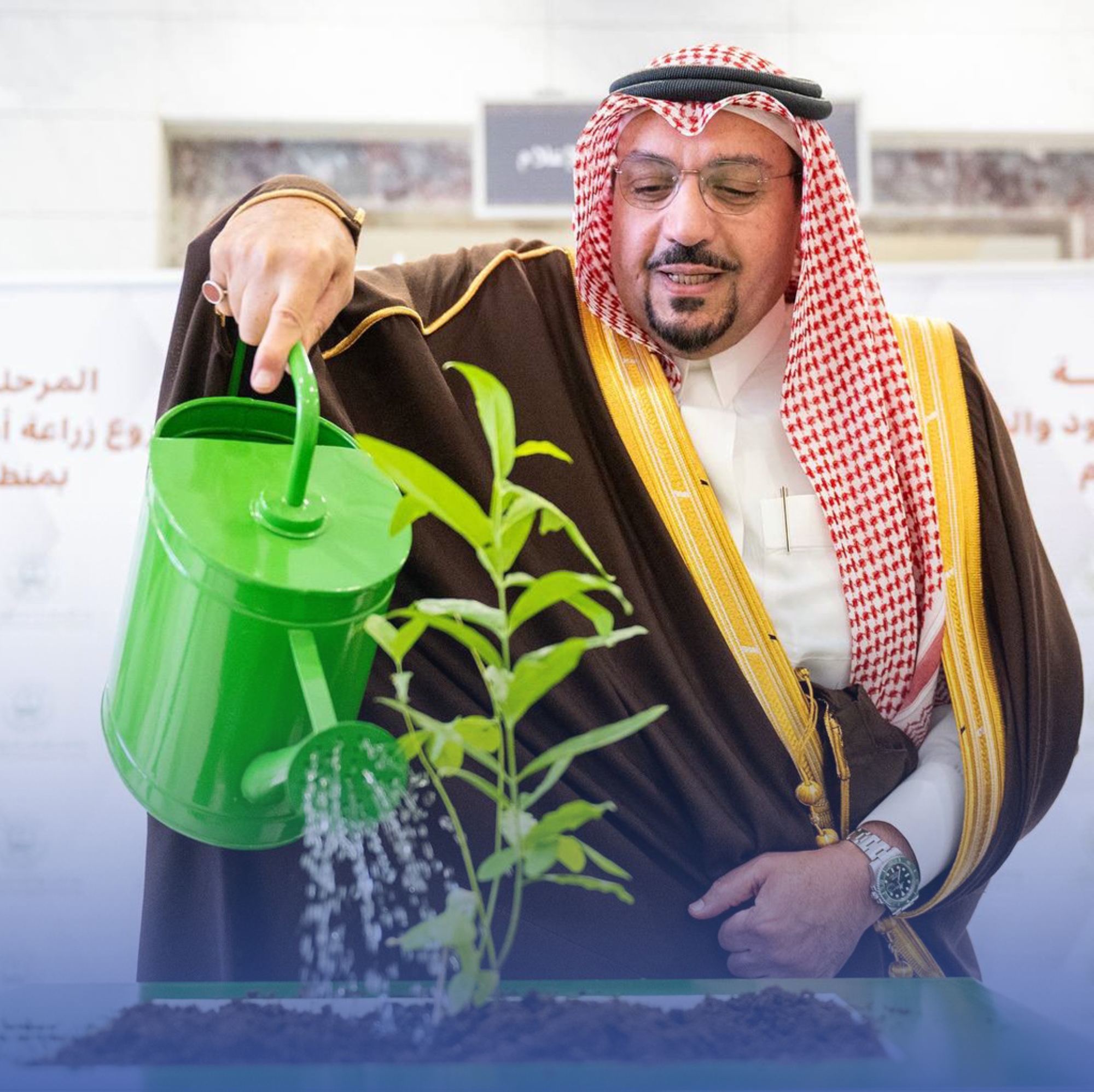 مشروع لزراعة أشجار العود والصندل في القصيم