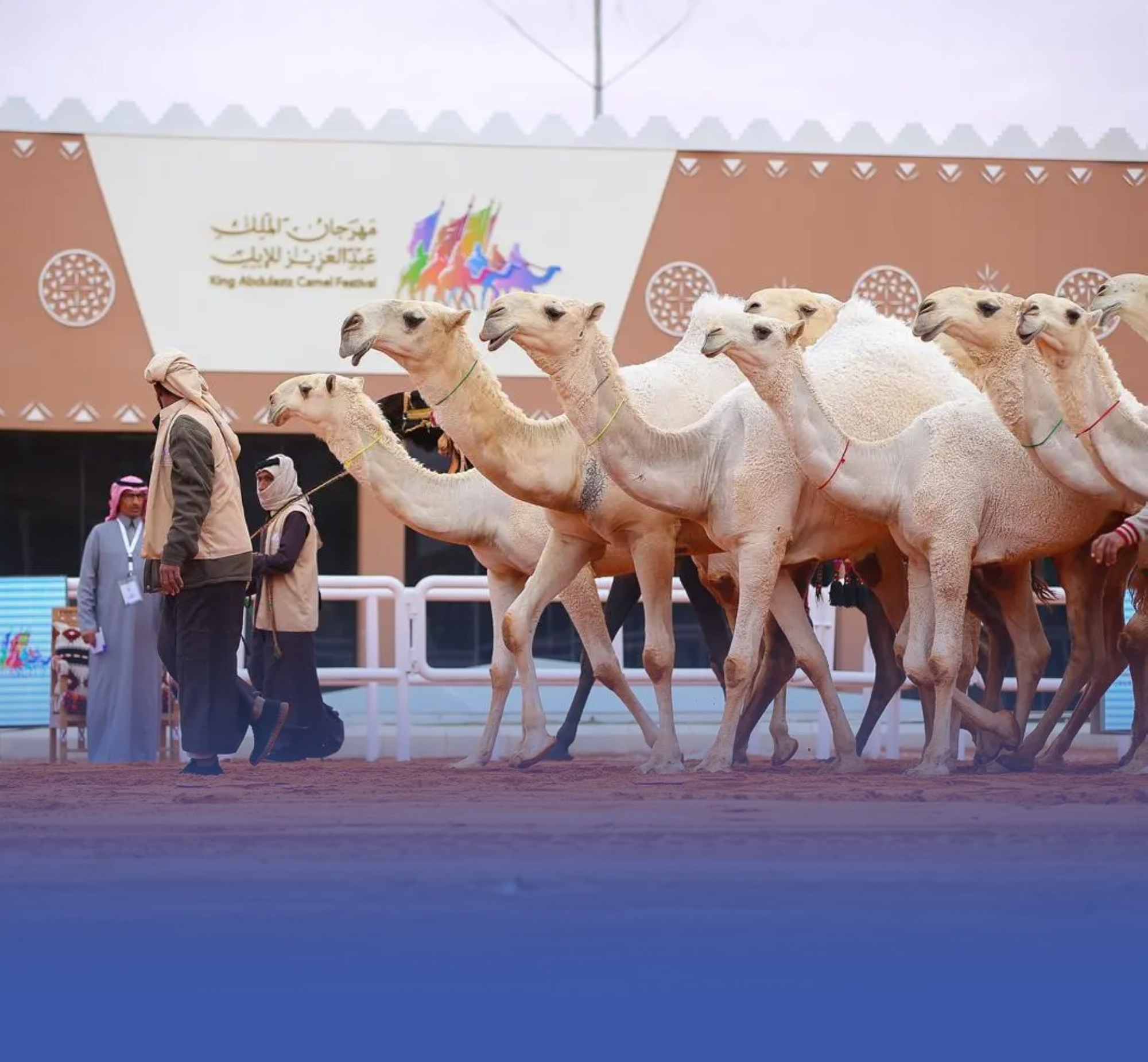 "عزّ لأهلها".. مهرجان "المؤسس" للإبل ينطلق في الصياهد