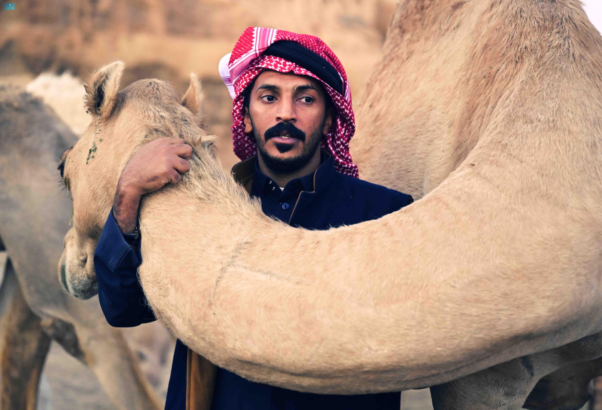 نقوش الإبل.. علامات توثِّق علاقة تاريخية بالمملكة