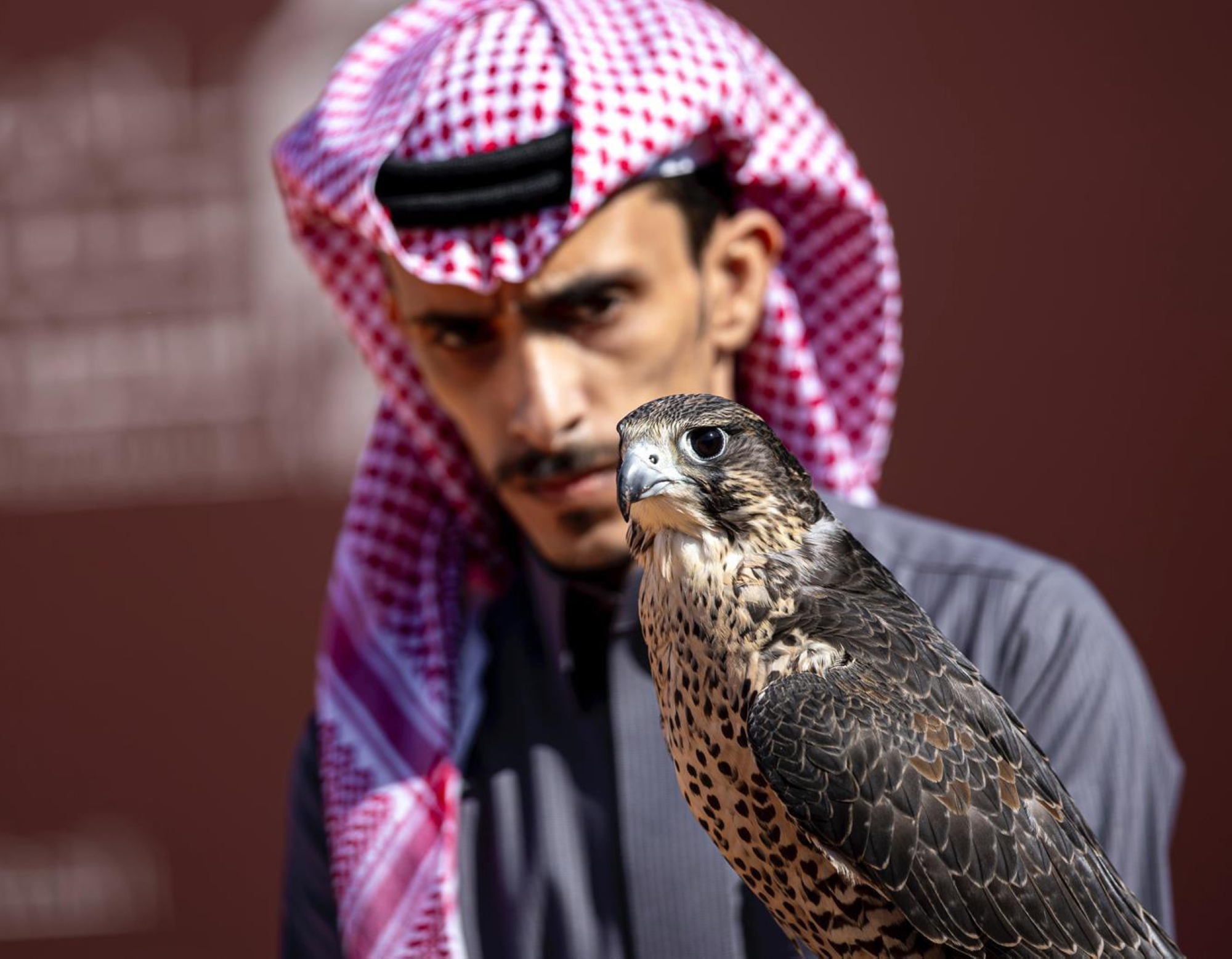مهرجان الصقور.. أصالة تتوّجها المنافسة