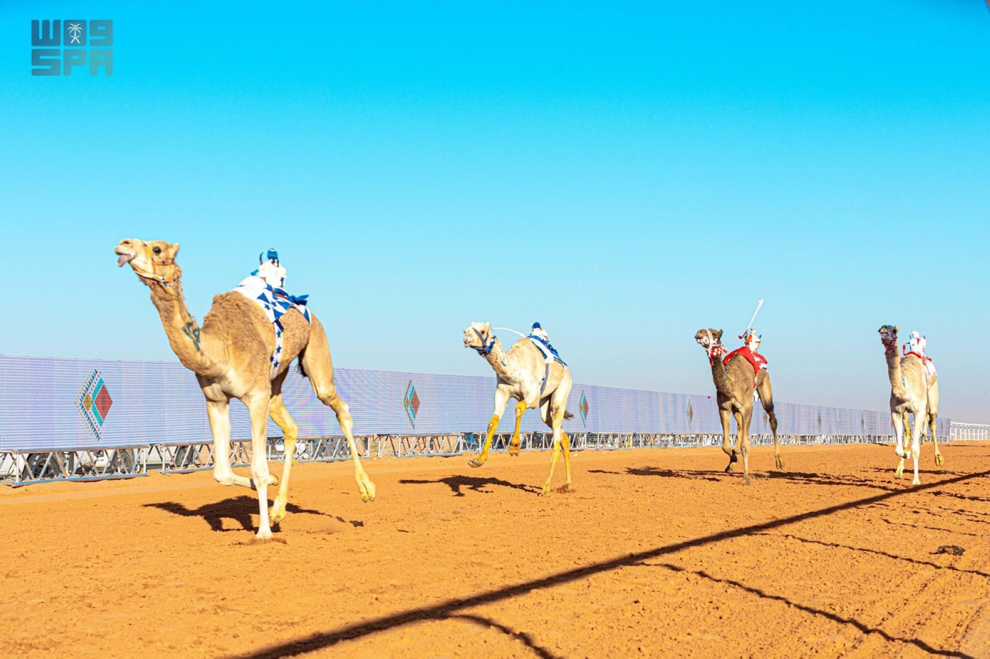 بجوائز 85 مليون.. انطلاق سباقات الهجن في مهرجان المؤسس