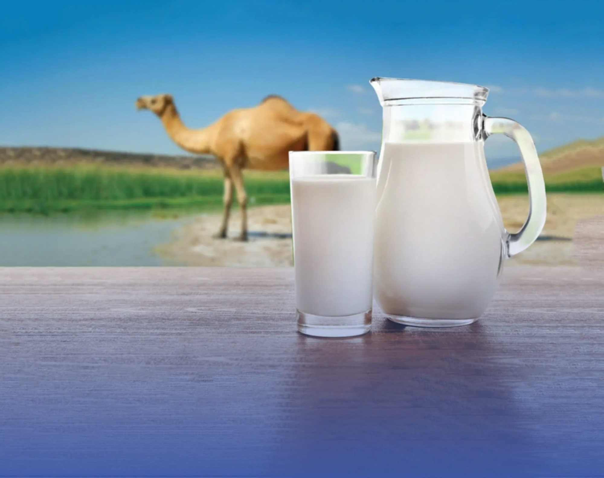 حليب الإبل.. صديق مرضى السكري