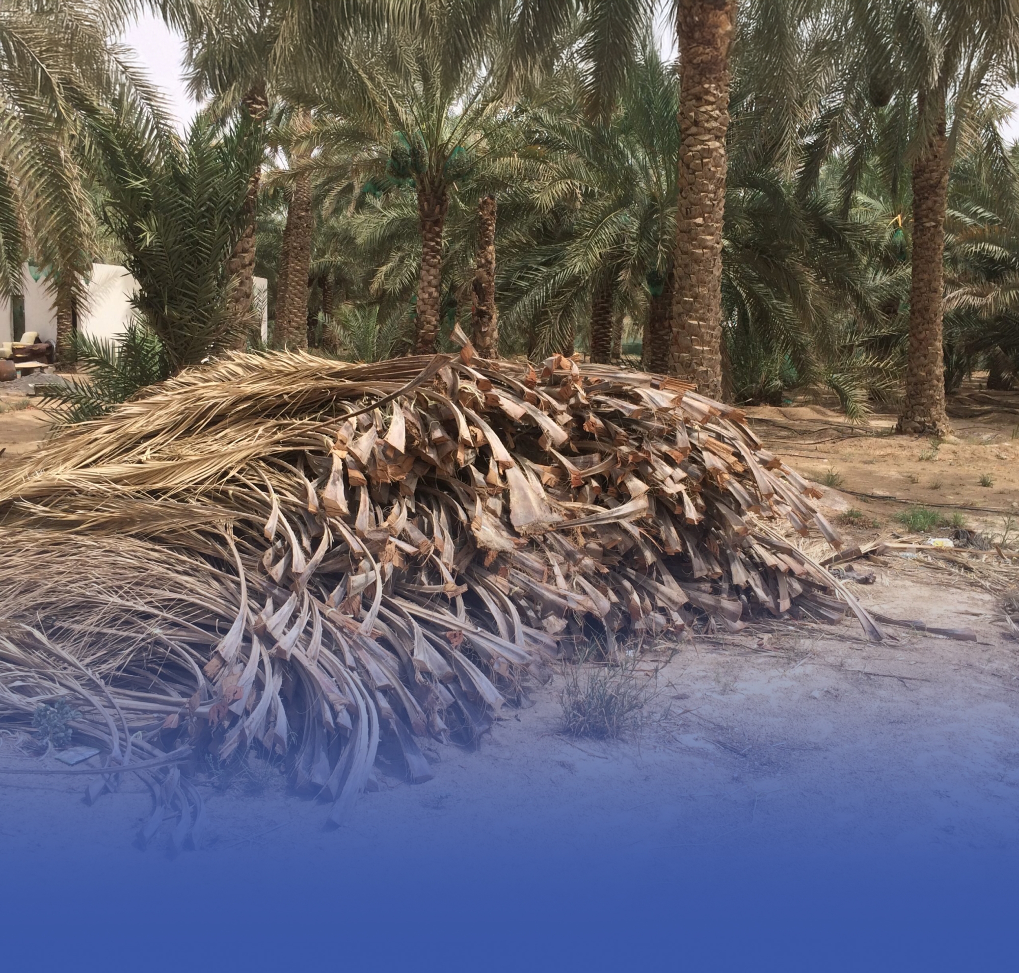 مشروع لإنتاج 8 آلاف طن خشب معالج من النخيل سنويًا