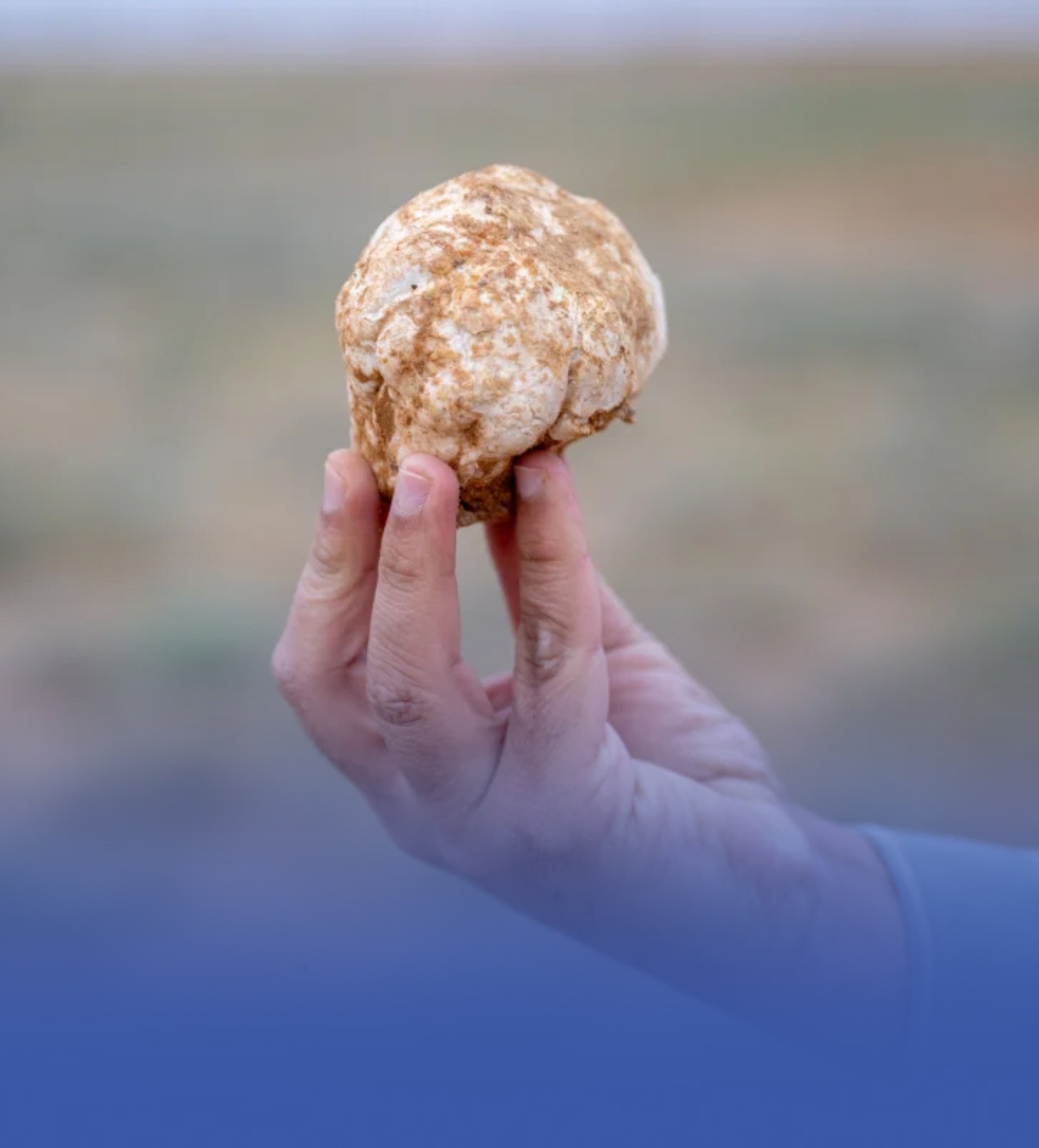 "كمأ" القصيم.. قيمة غذائية وثروة طبيعية