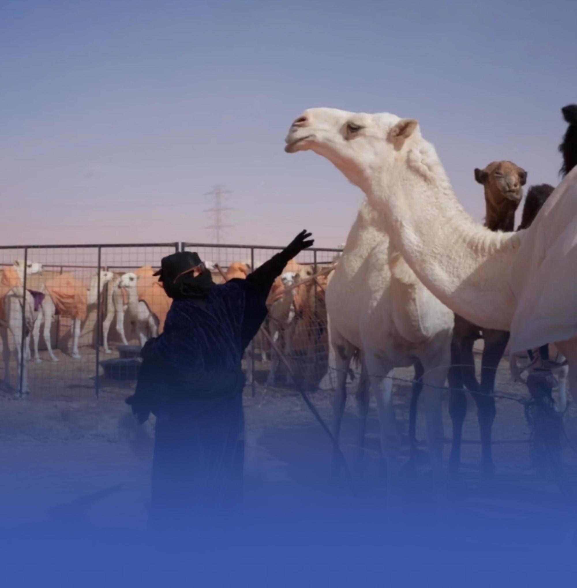 منيرة.. قصة عشق للإبل:"أنا معها لين يدفنوني"