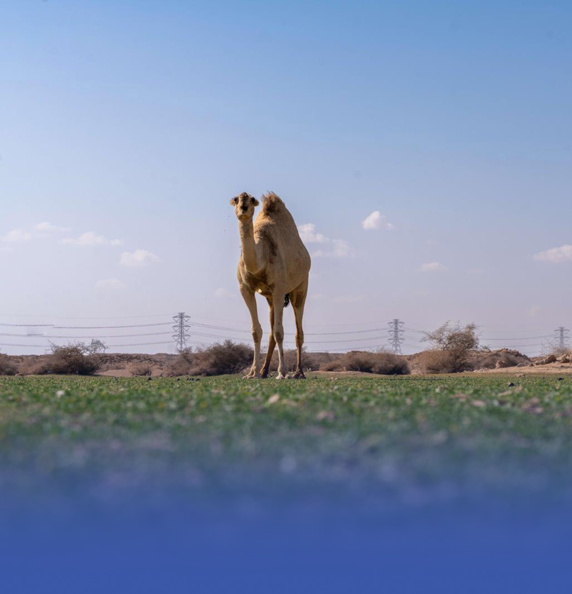 الإبل والطبيعة ترسمان لوحة خاصة غرب رفحاء