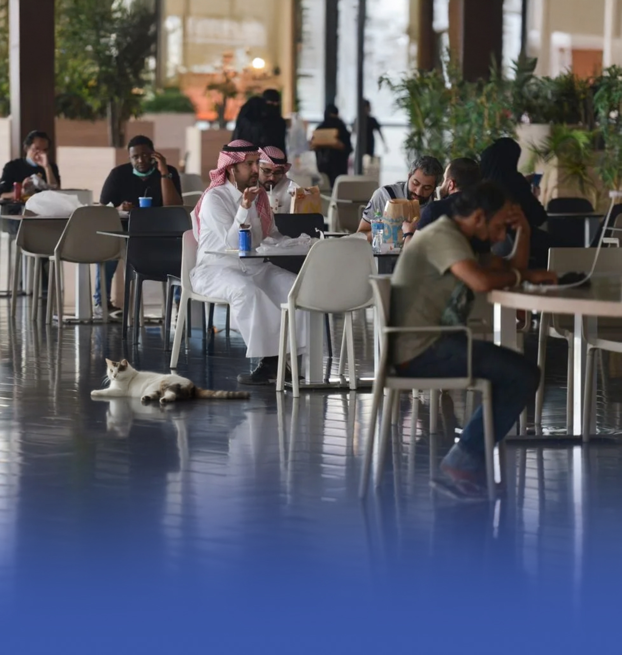 2000 ريال عقوبة وجود قطط أو كلاب داخل المنشأة الغذائية