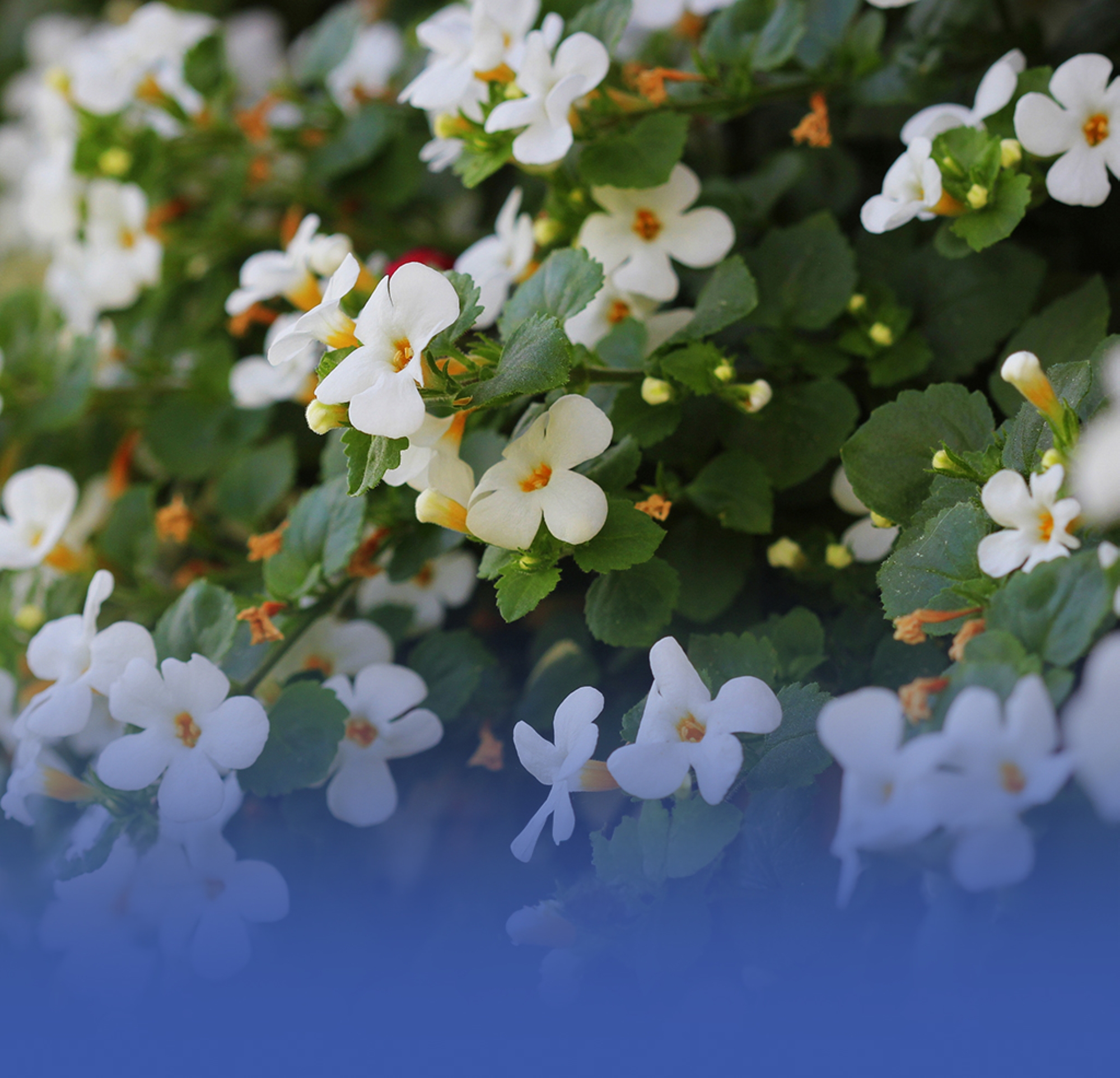 "Bacopa".. عشبة جديدة تقوّي الذاكرة