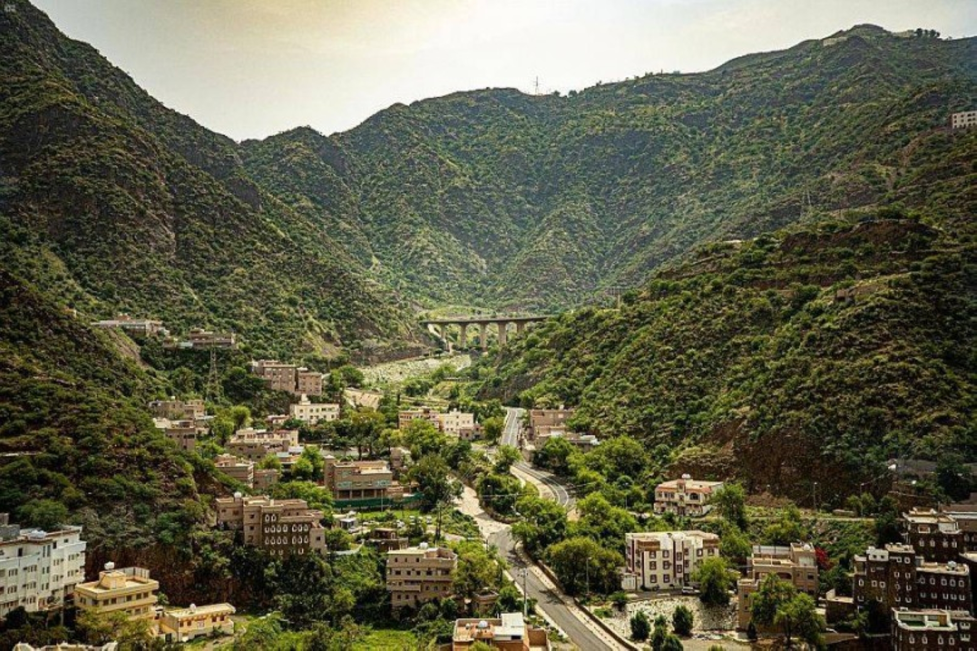 زراعة 73 ألف شجرة في السودة بـ2024