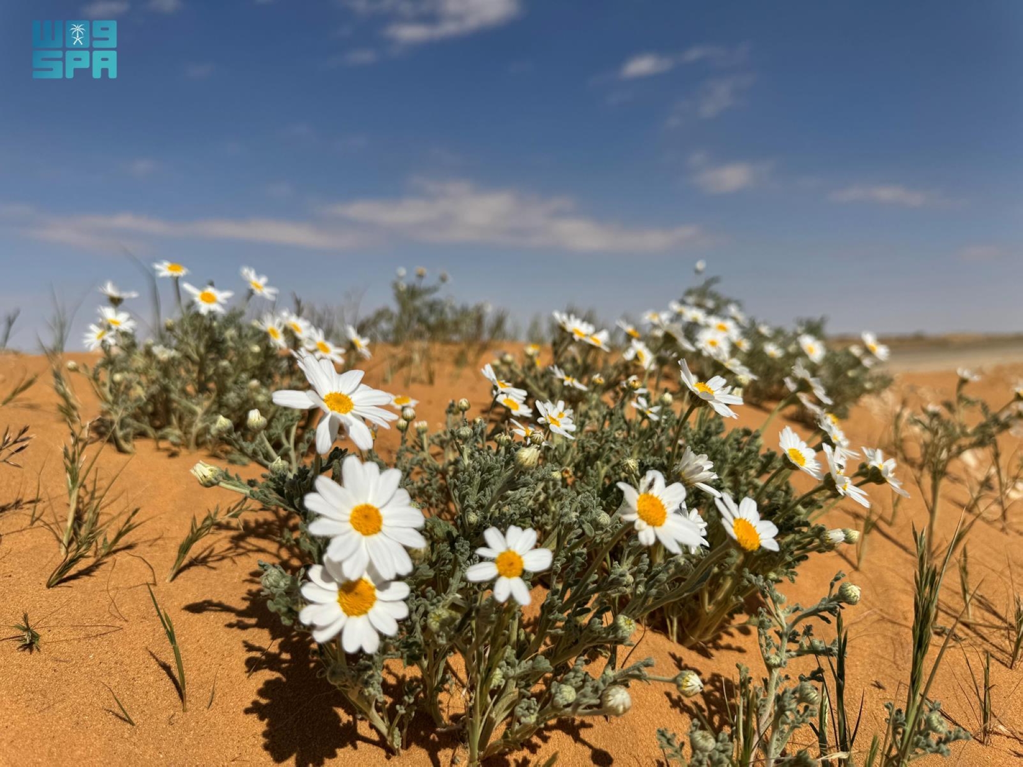 سهول الجوف الرملية تزدان بزهور الأقحوان