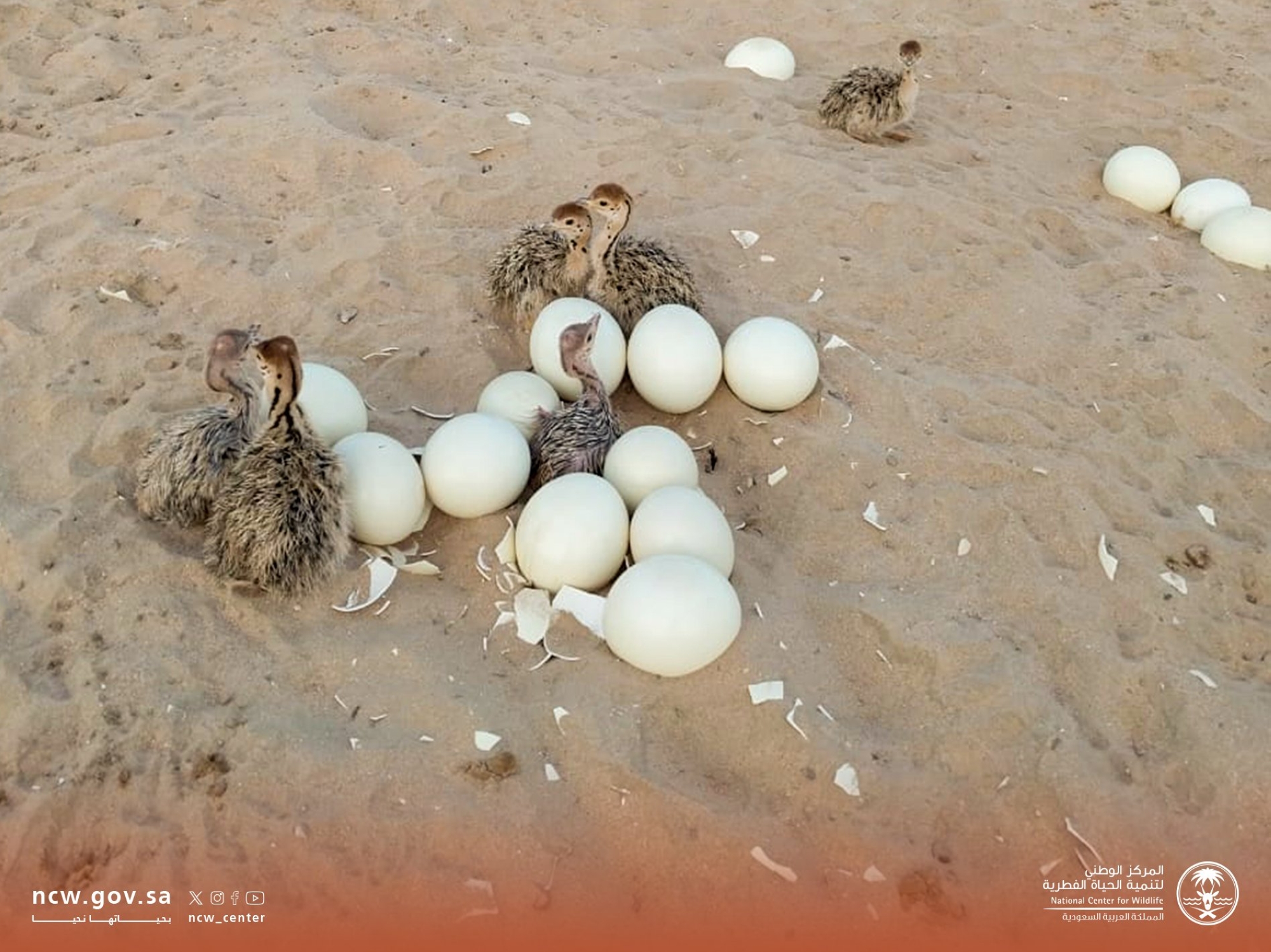 رصد تفريخ صغار النعام أحمر الرقبة بمحمية الإمام