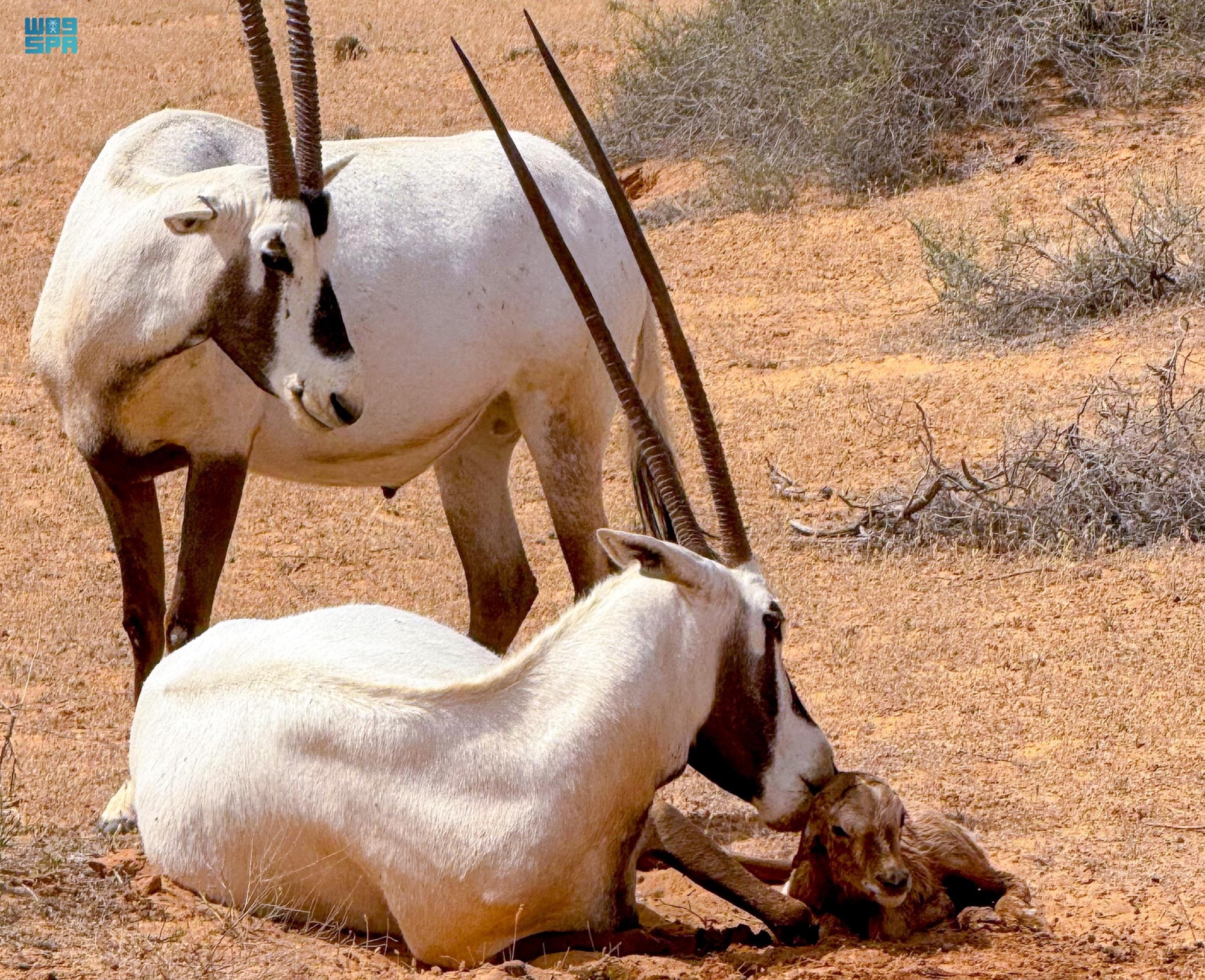 توثيق لحظة ولادة المها العربي بالقصيم