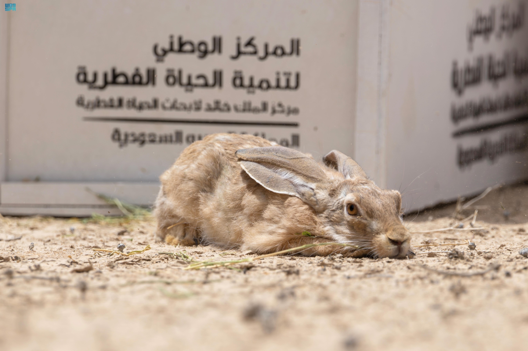 إطلاق 30 كائنًا فطريًا في محمية الملك خالد الملكية