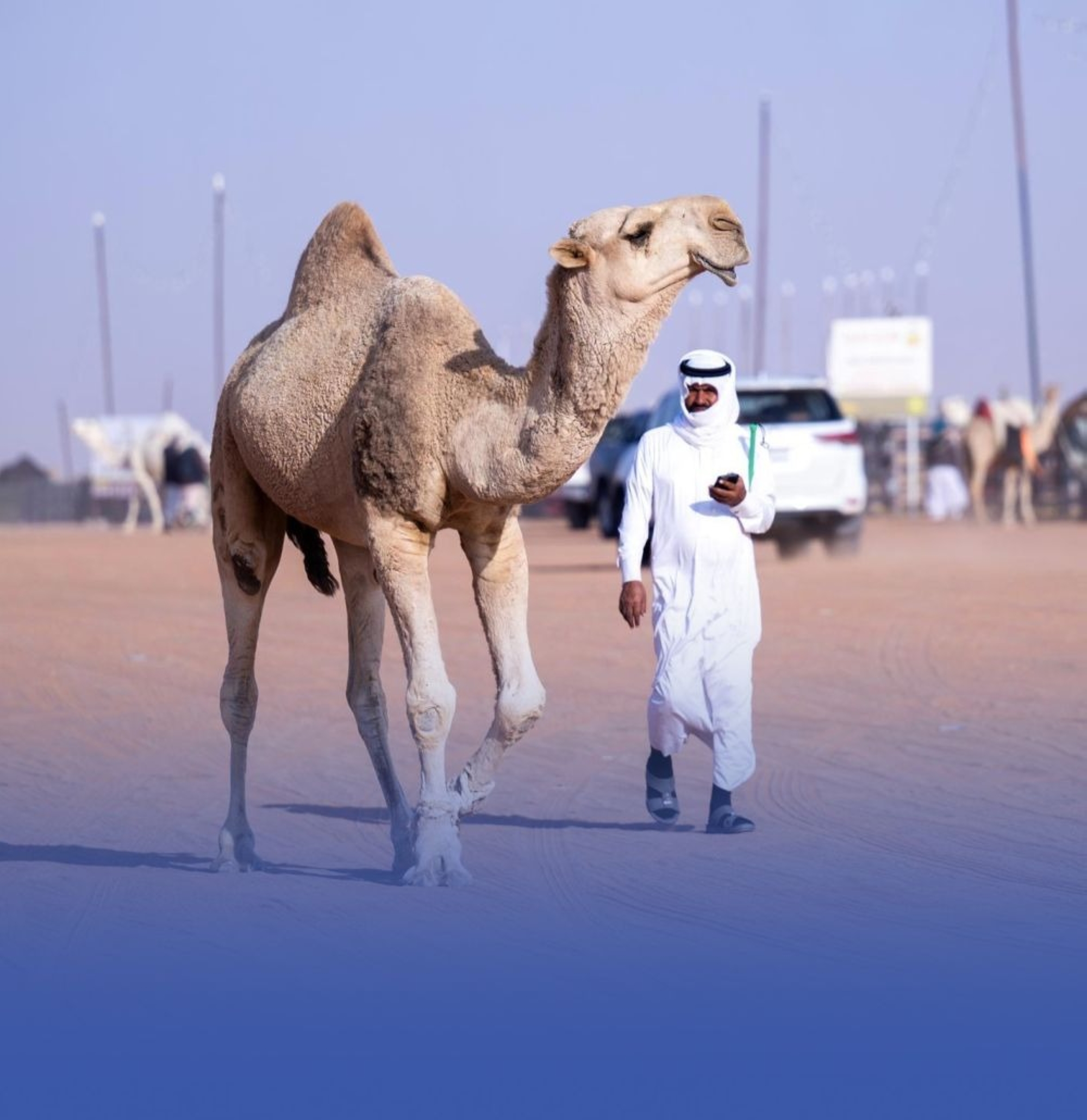 فرصة استثمارية لإنشاء مدينة الإبل بالشرقية