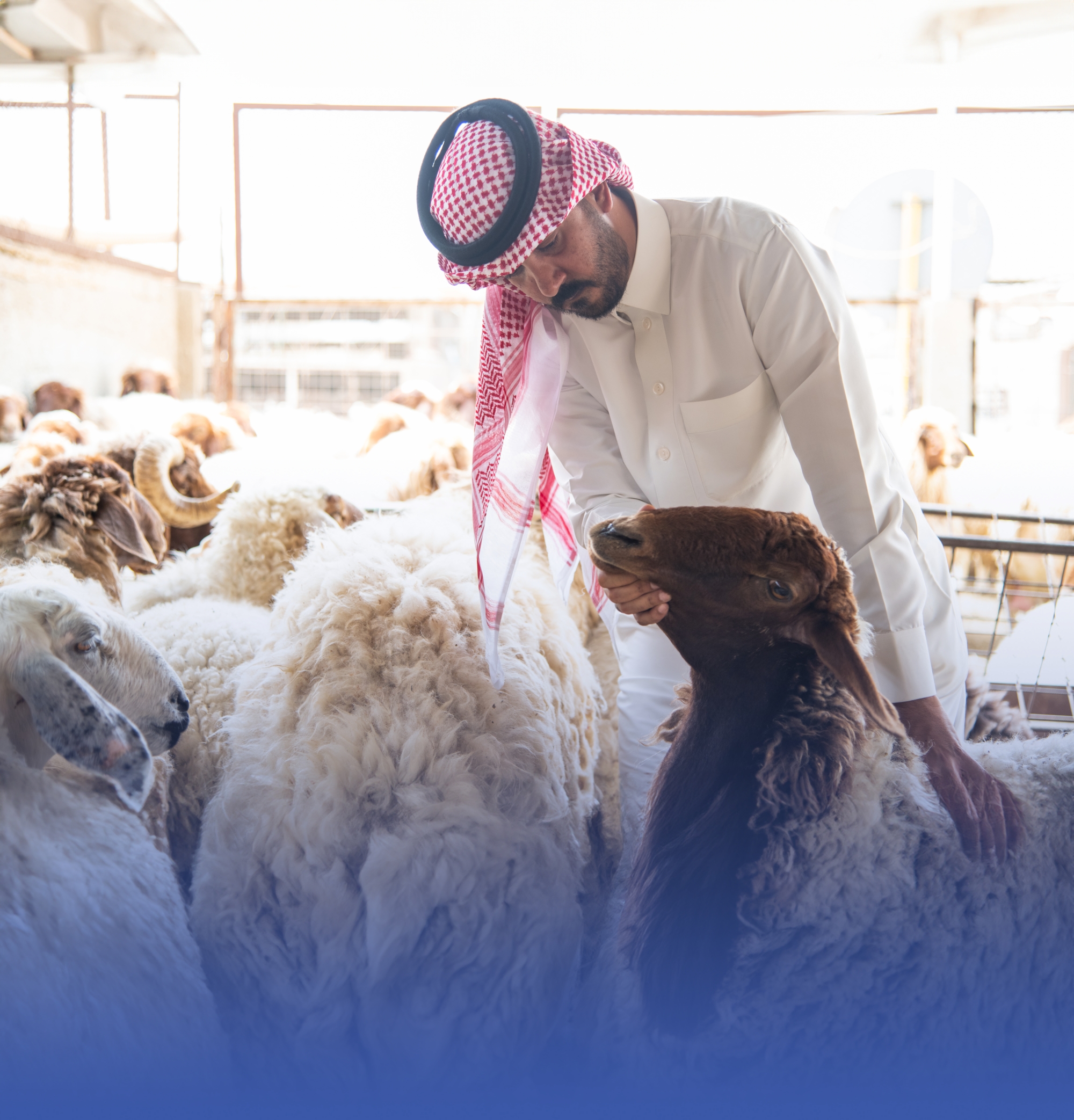 الأضاحي قبل العيد.. وفرة معروض وأسعار عالية