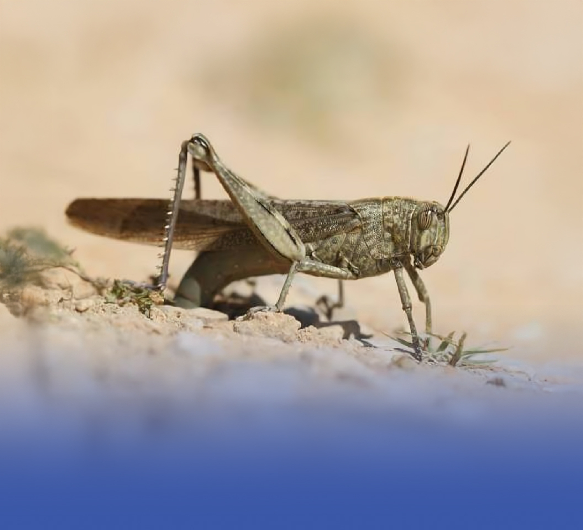 "وقاء": المملكة خالية من الجراد الصحراوي حاليًا