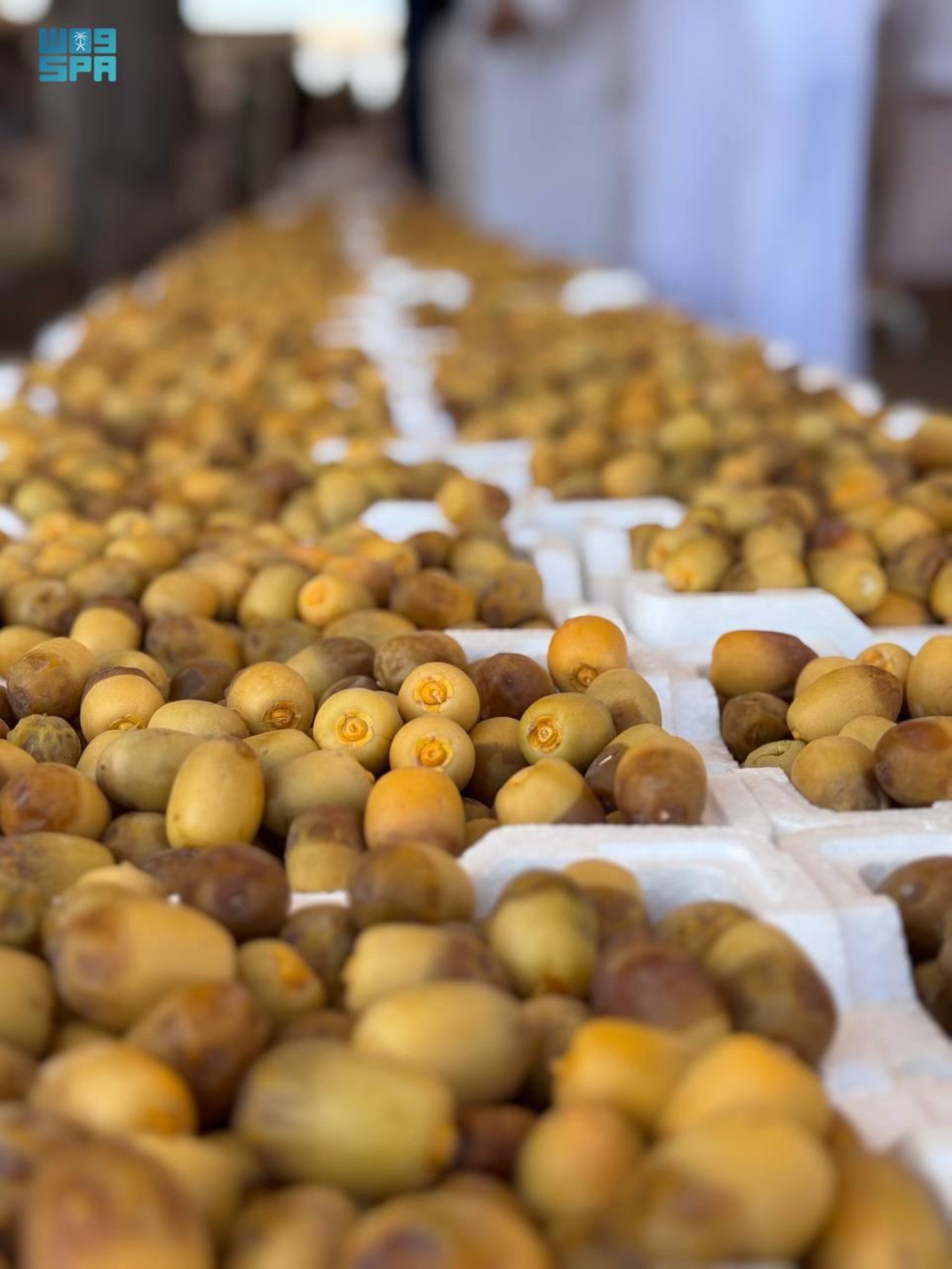 بواكير تمور المدينة تُنعش الأسواق بـ58 صنفًا مع بدء الحصاد