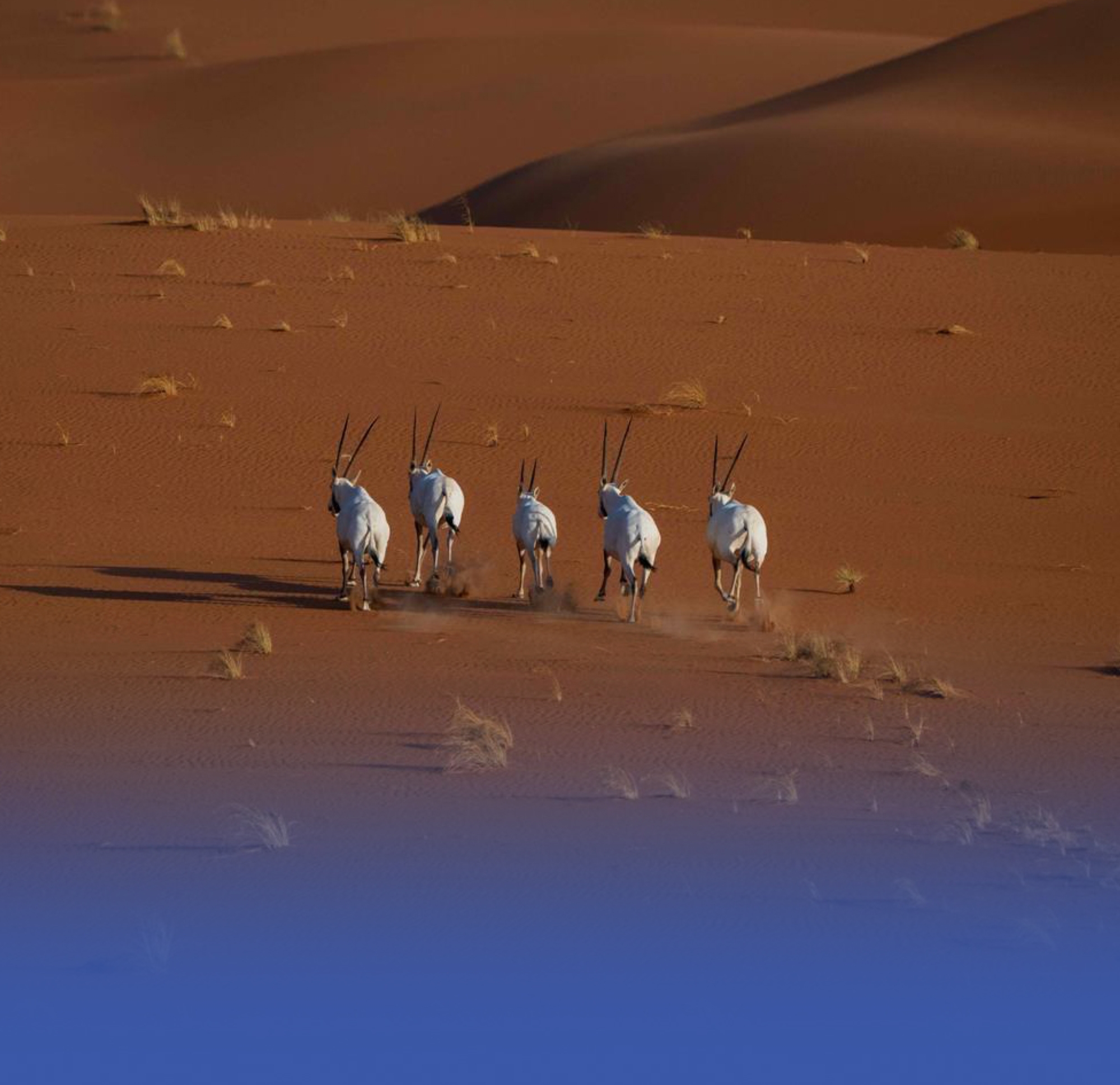 تسجيل محمية عروق بني معارض بالقائمة الخضراء الدولية