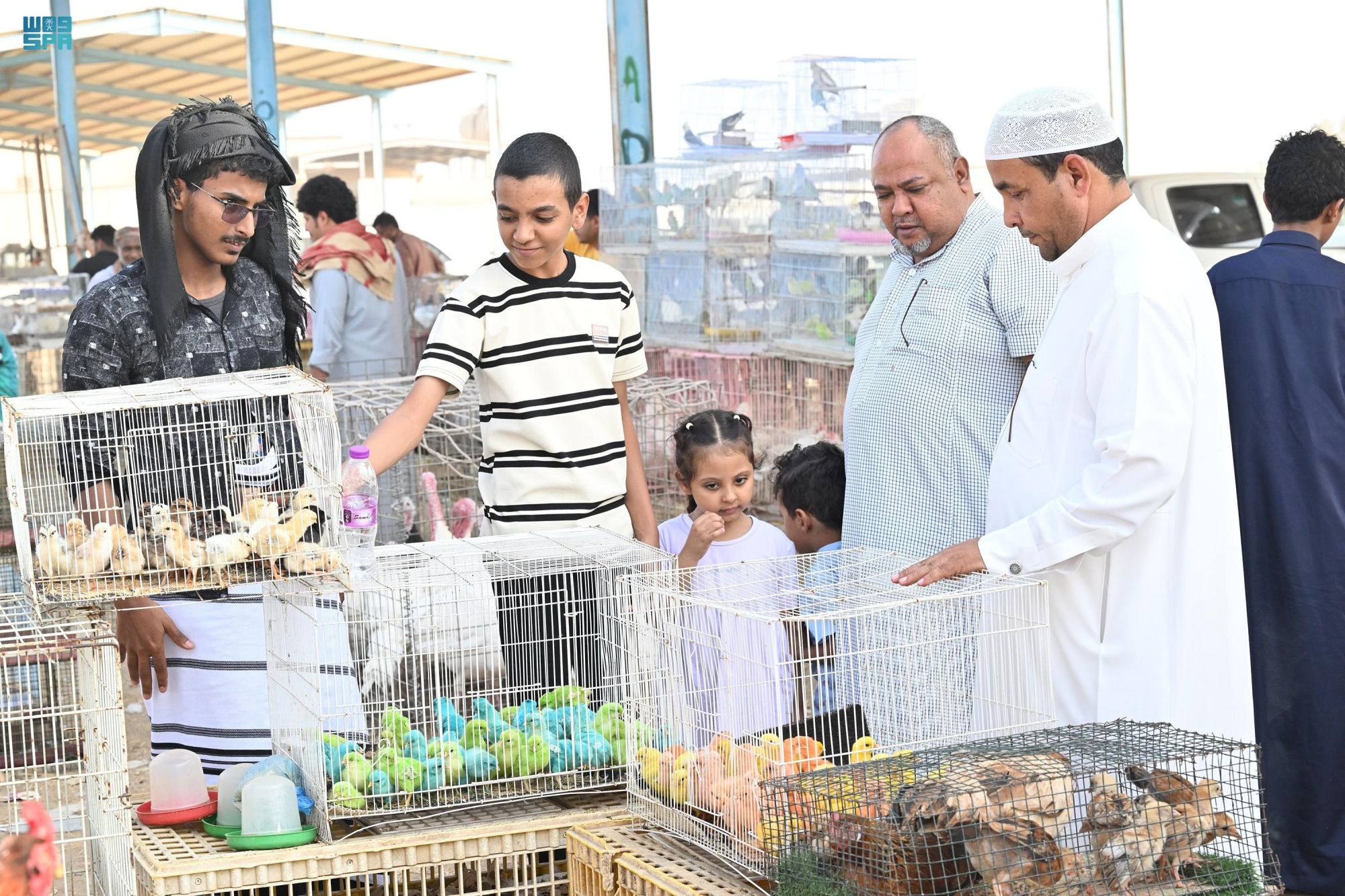 أسواق الطيور.. بوابة للتجارة والترفيه في جازان