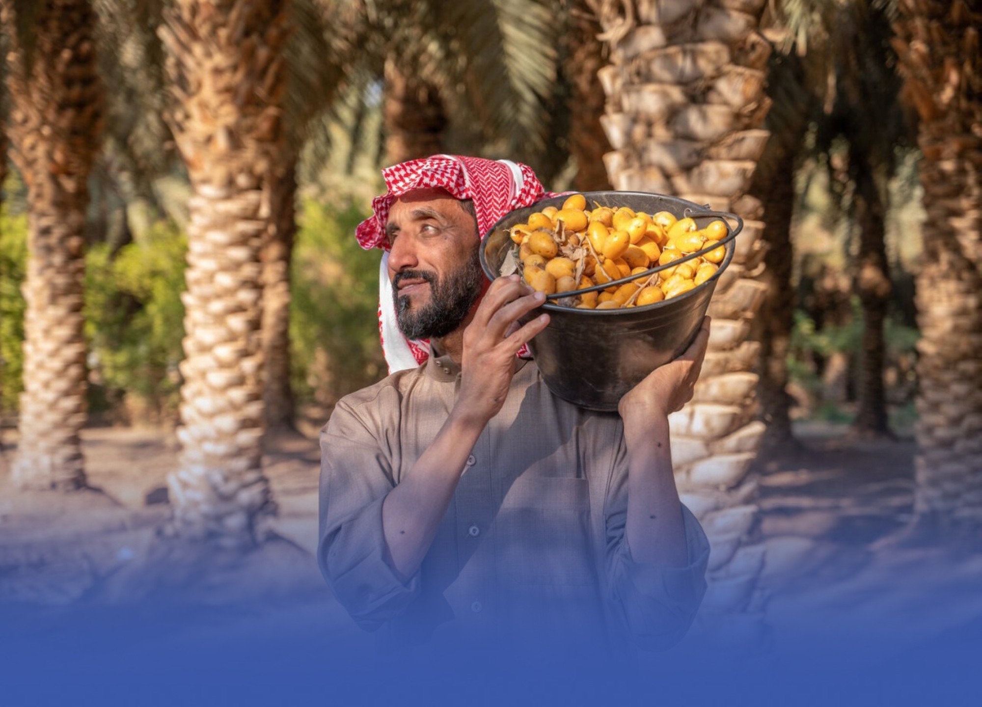 بواكير الرطب الحساوي تبشّر بموسم وفير